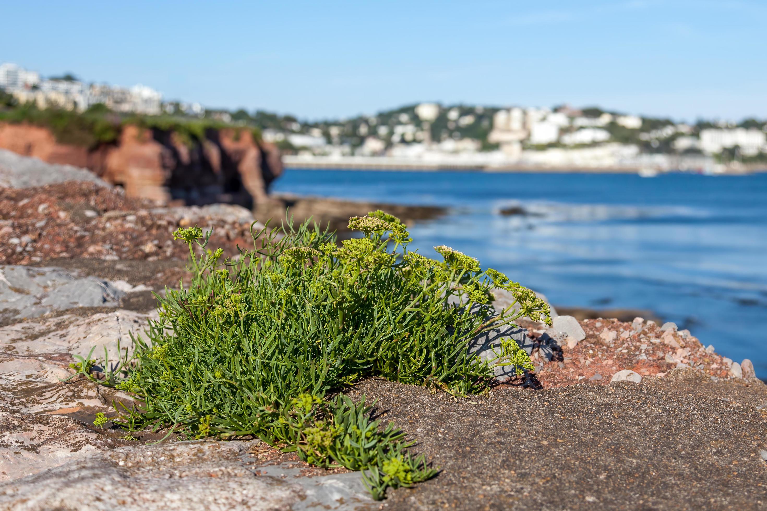 Peters Cress growing on the cliffs at Broadsands Devon Stock Free