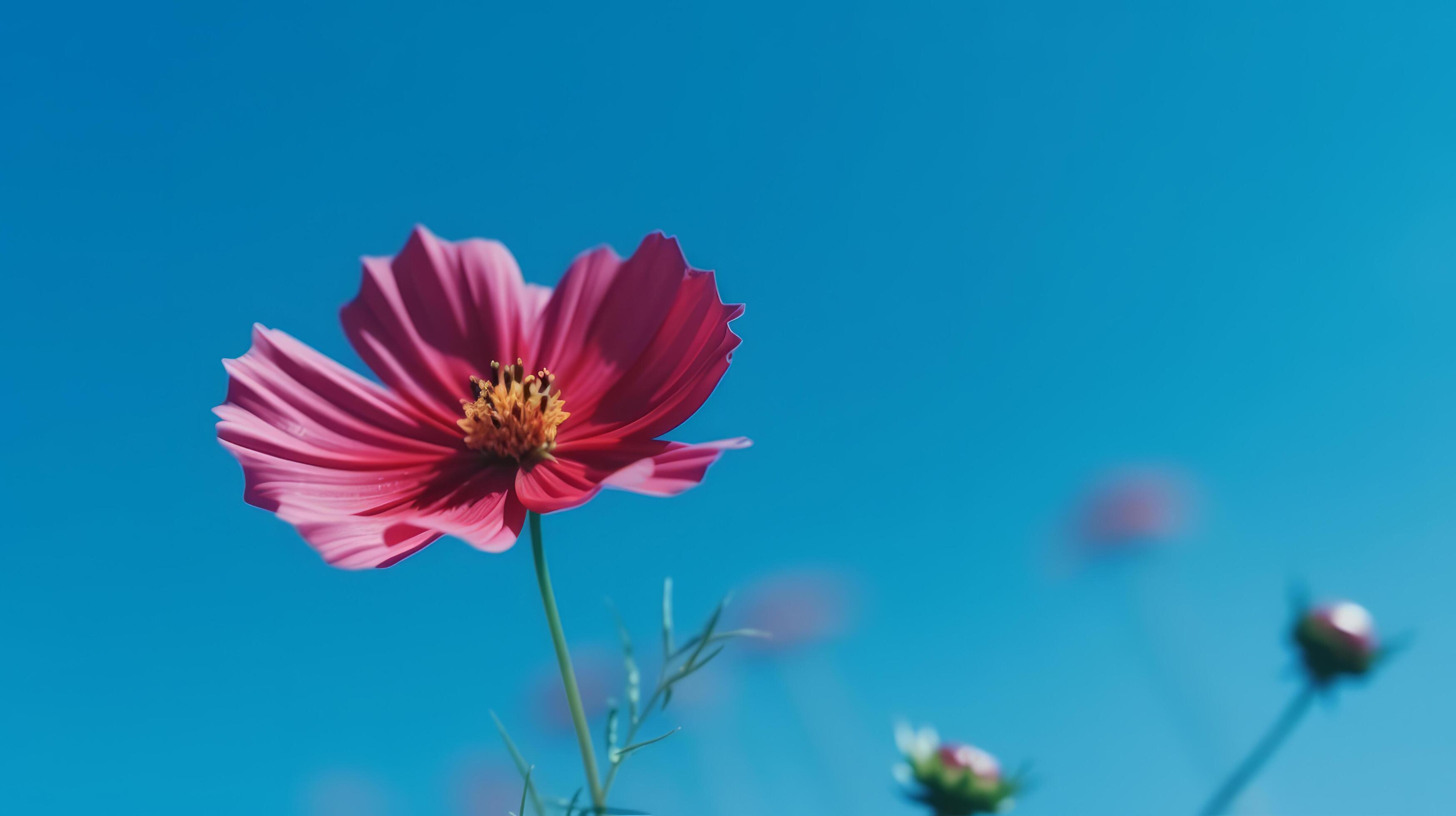 Cosmos flower over sky background. Illustration Stock Free