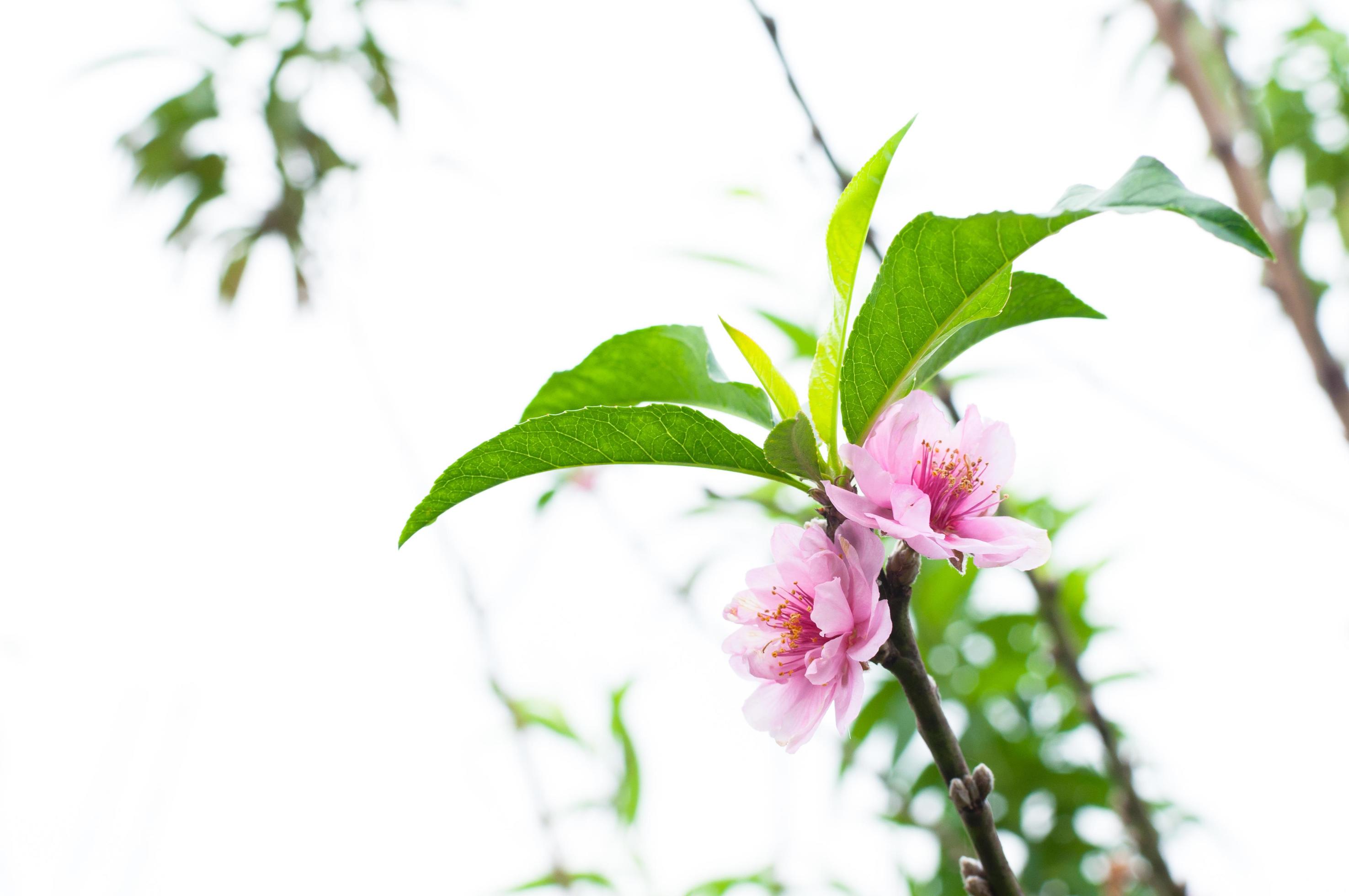 Peach flower blossom natural background.Peach flowers pink in garden Stock Free