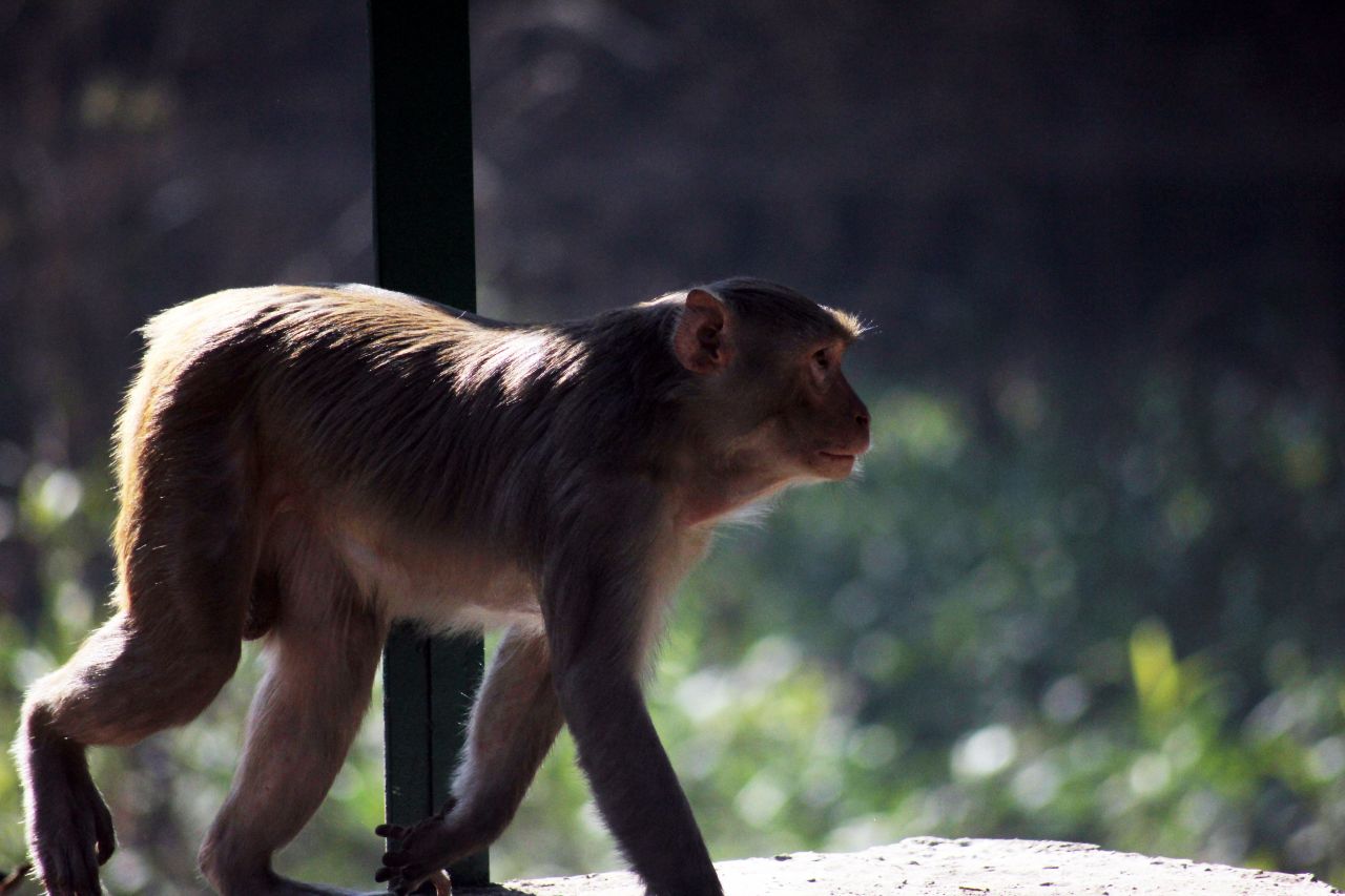 Monkey National Park Stock Free