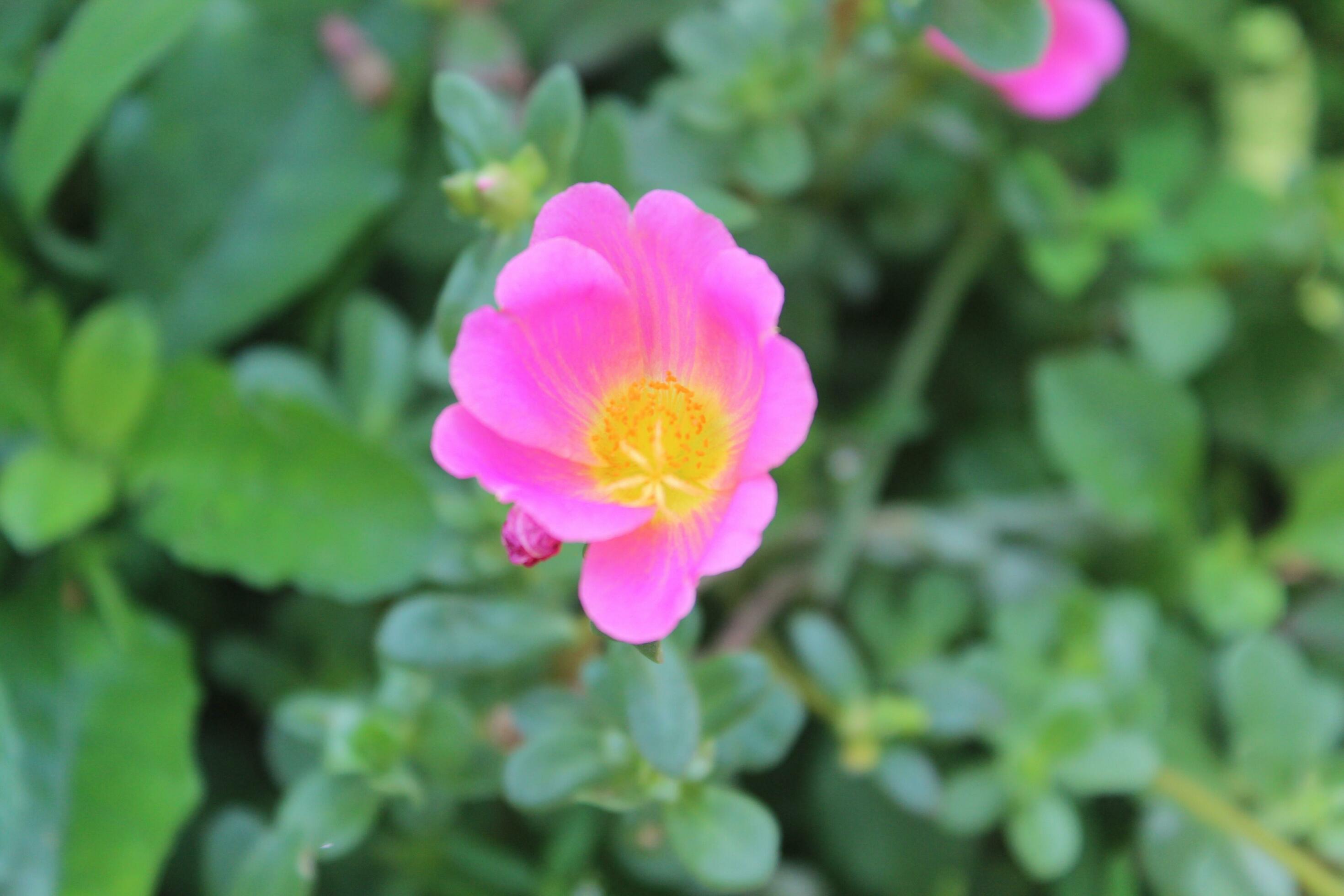 Portulaca oleracea common purslane, also known as verdolaga, red root, or pursley is an annual succulent in the family Portulacaceae. Stock Free