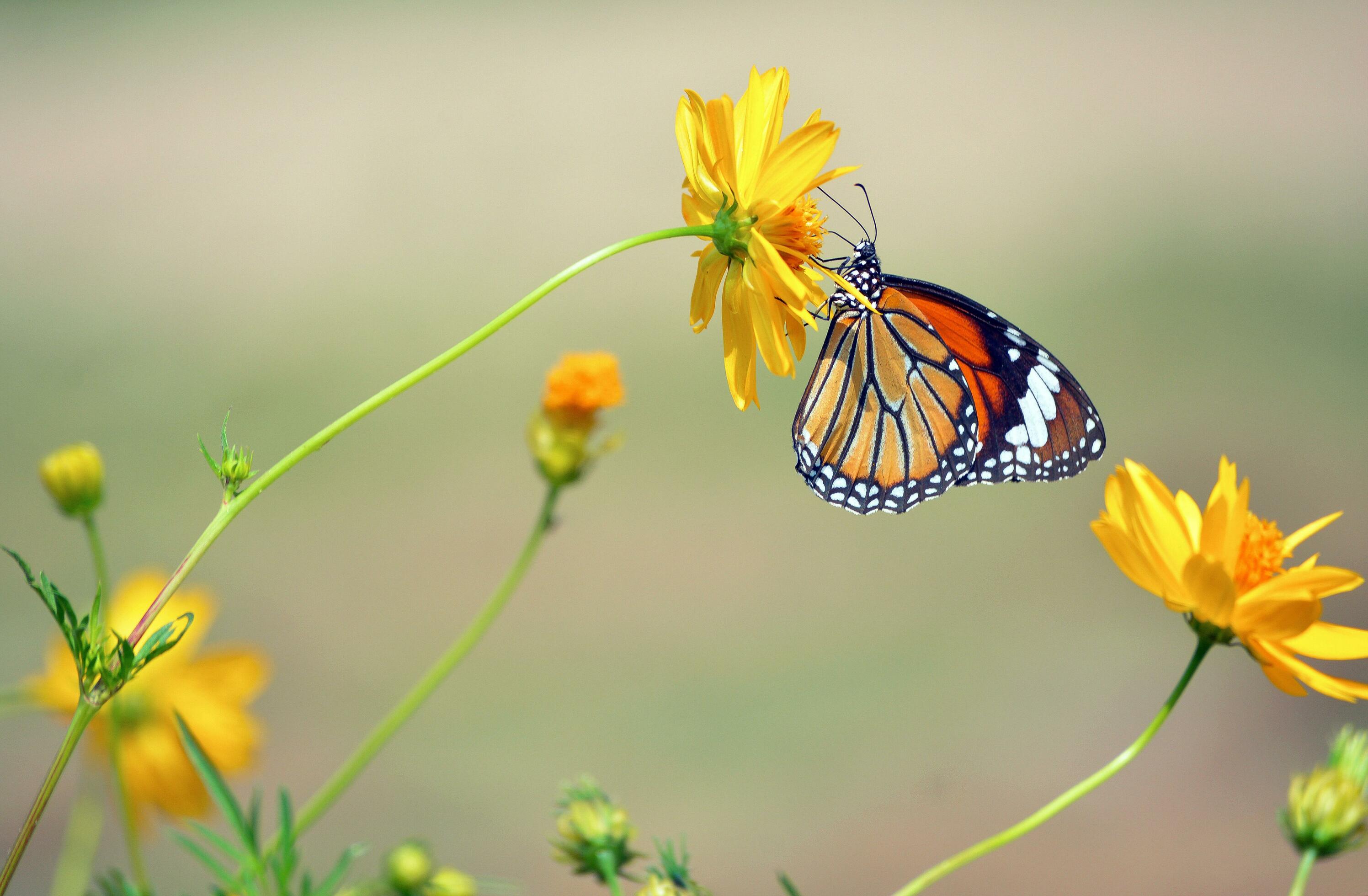 Danaidae butterfly landing on cosmos flower Stock Free