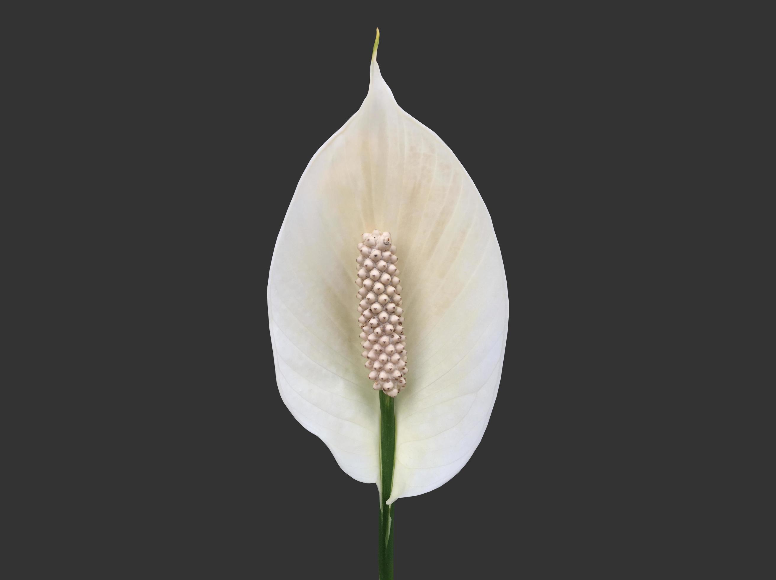 Isolated white aracear flower or peace lily flower with clipping paths. Stock Free