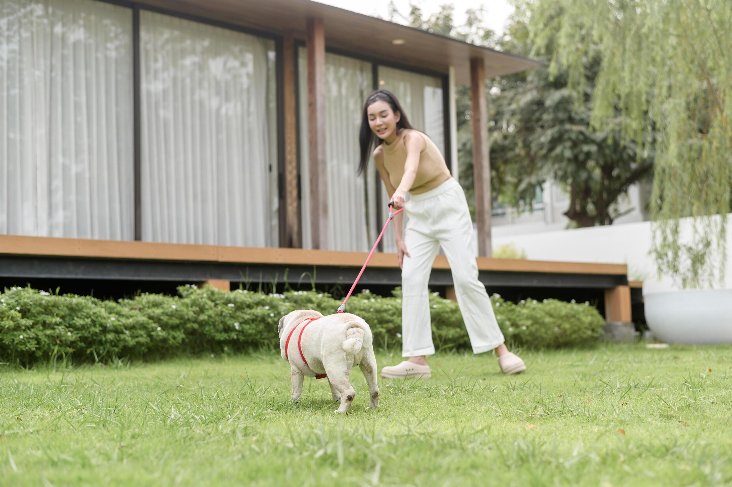 Happy asian woman playing with Cute Smart pug Puppy Dog In the Backyard Stock Free