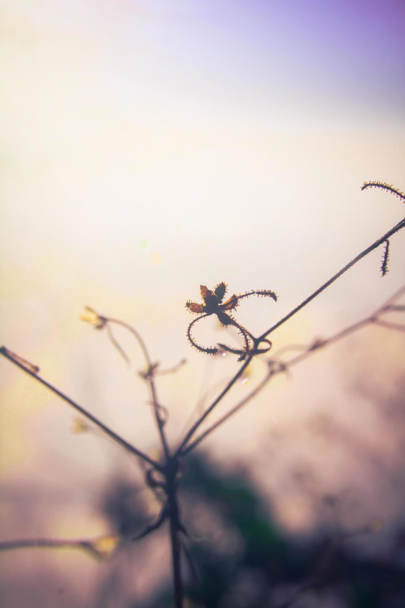 Silhouette golden light with blurred wild grass flowers in sunset blossom in forest. Vintage tone color style. Stock Free