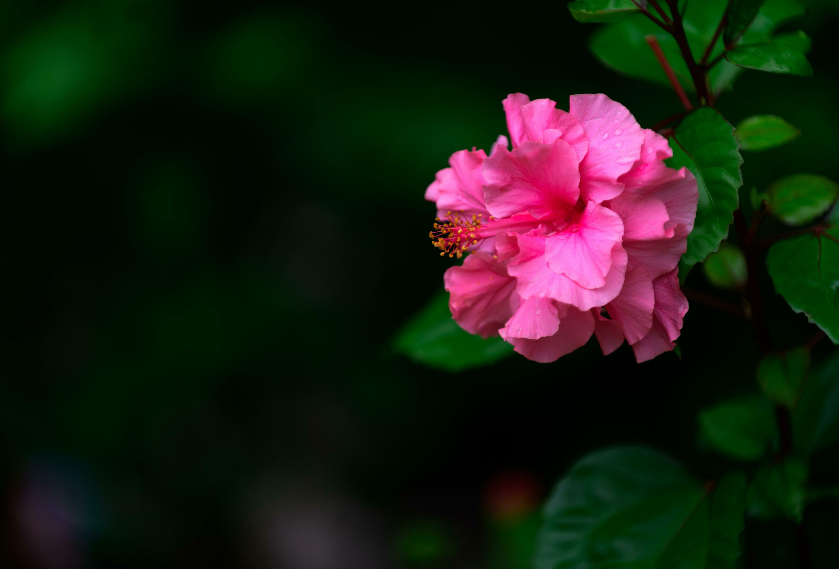 Pink Hibiscus flowers on dark tone Stock Free