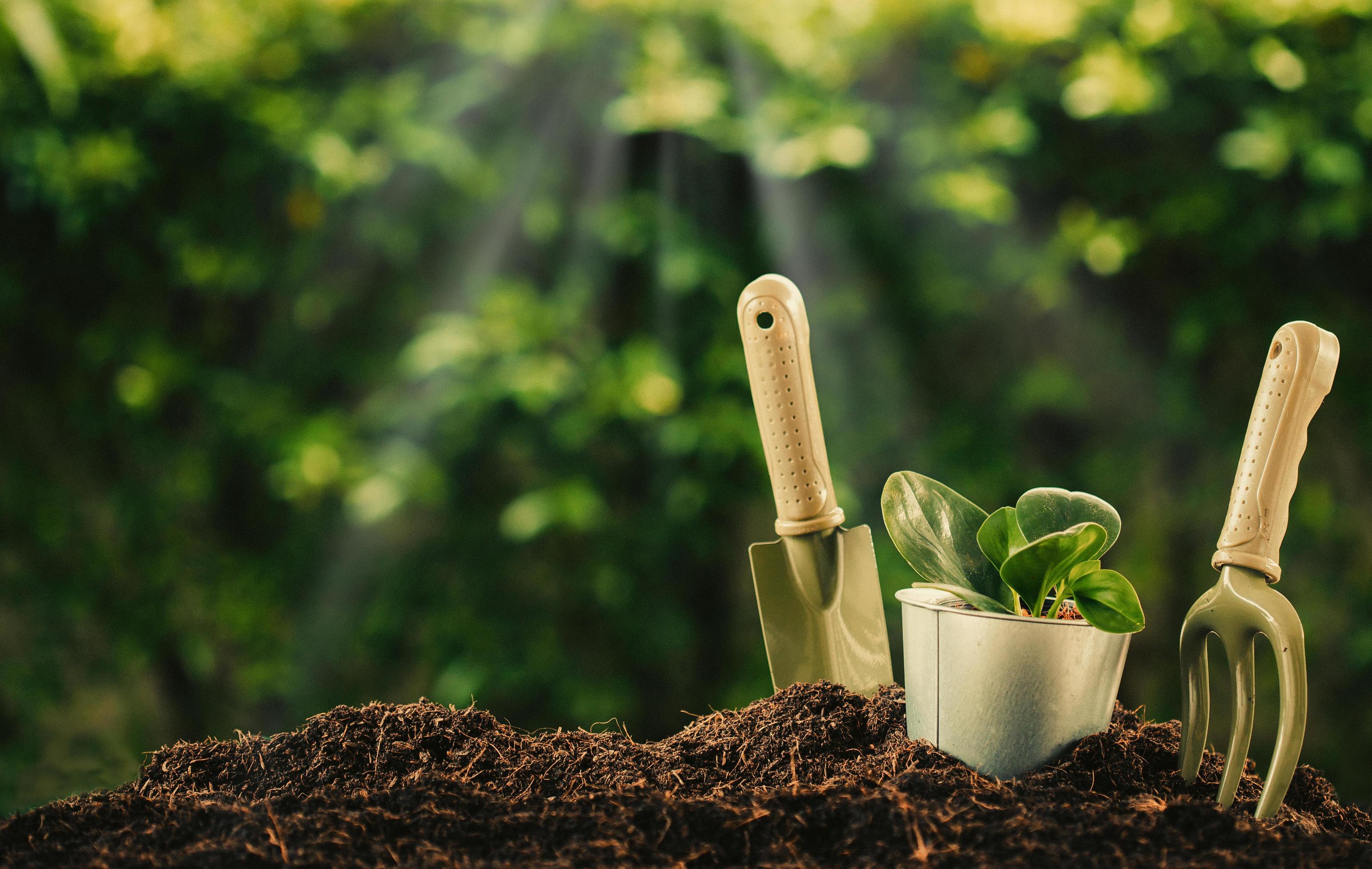 Planting a small plant on a pile of soil with Gardening tools on green bokeh background. Stock Free