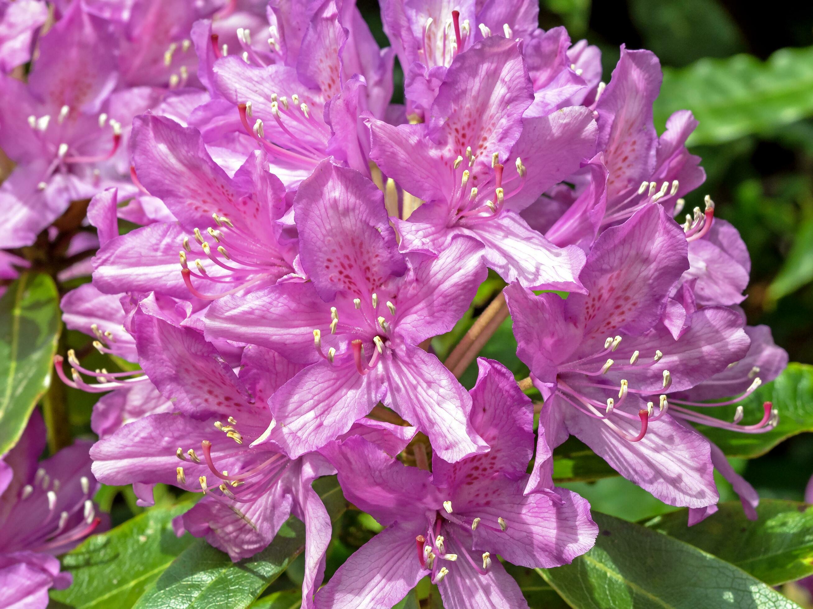 Closeup of beautiful bright pink Rhododendron flowers Stock Free