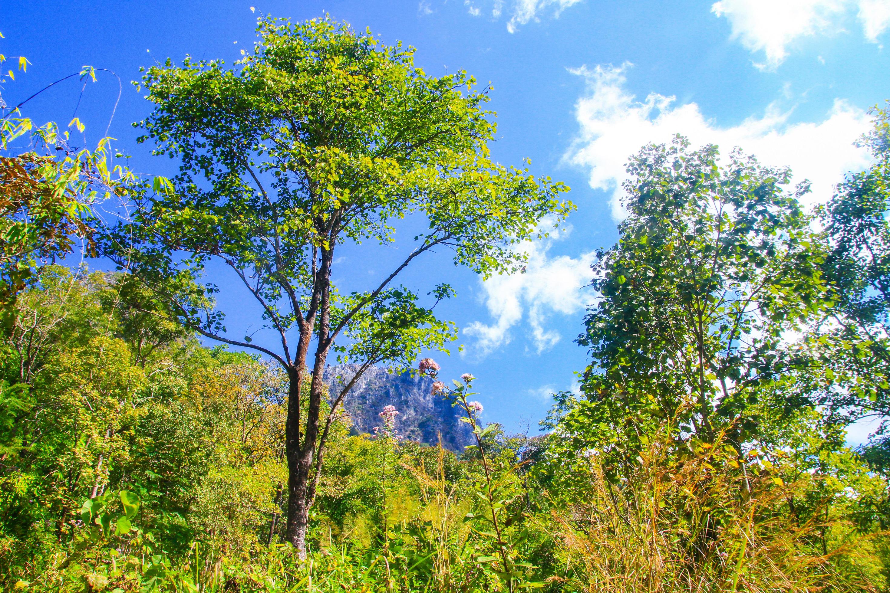 Green forest and jungle with blue sky on Mountain. Stock Free