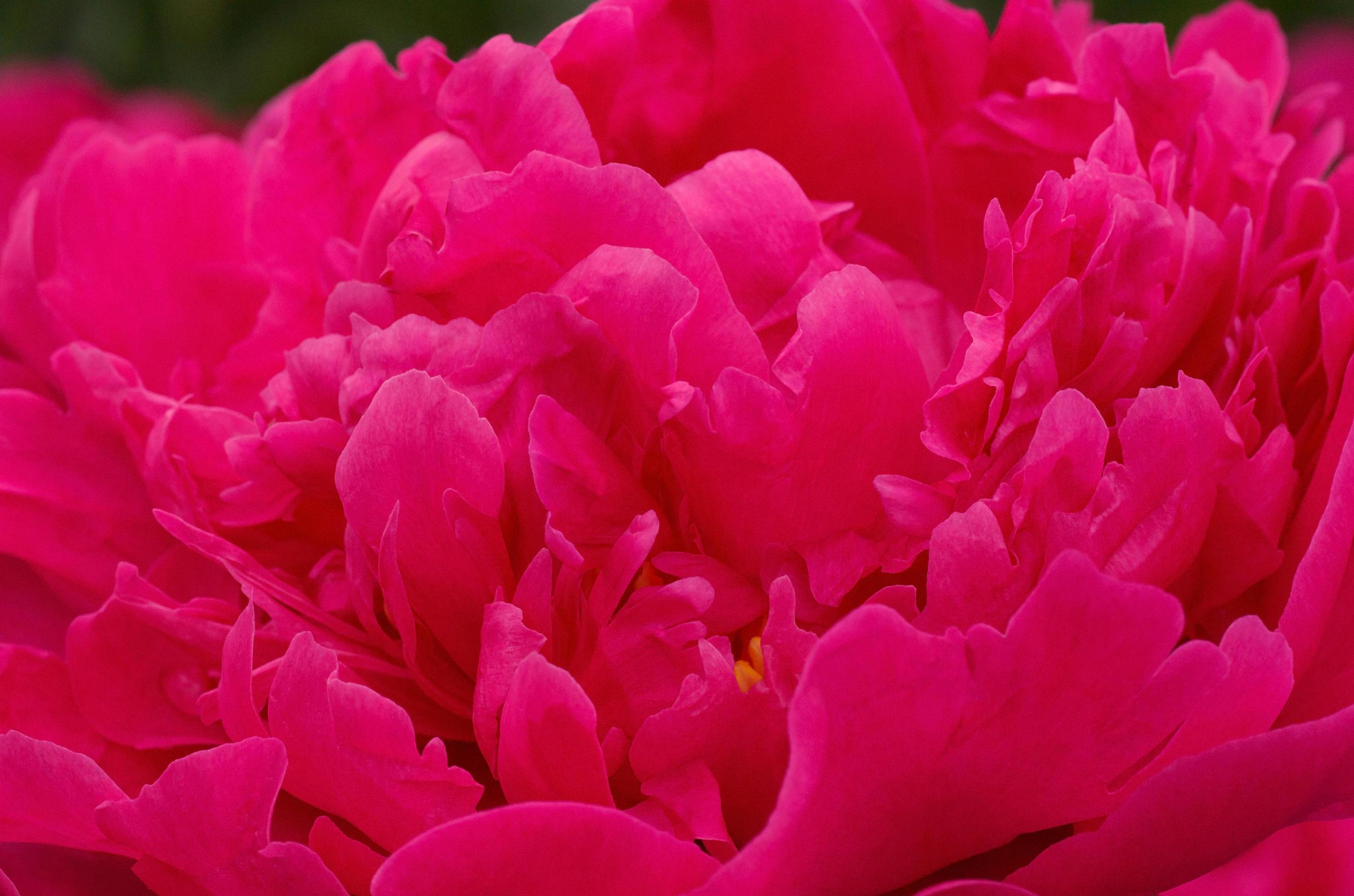 close up of red peony flower Stock Free