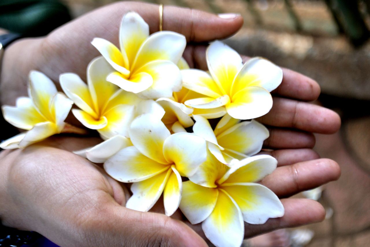 Holding Flowers In Hands Stock Free