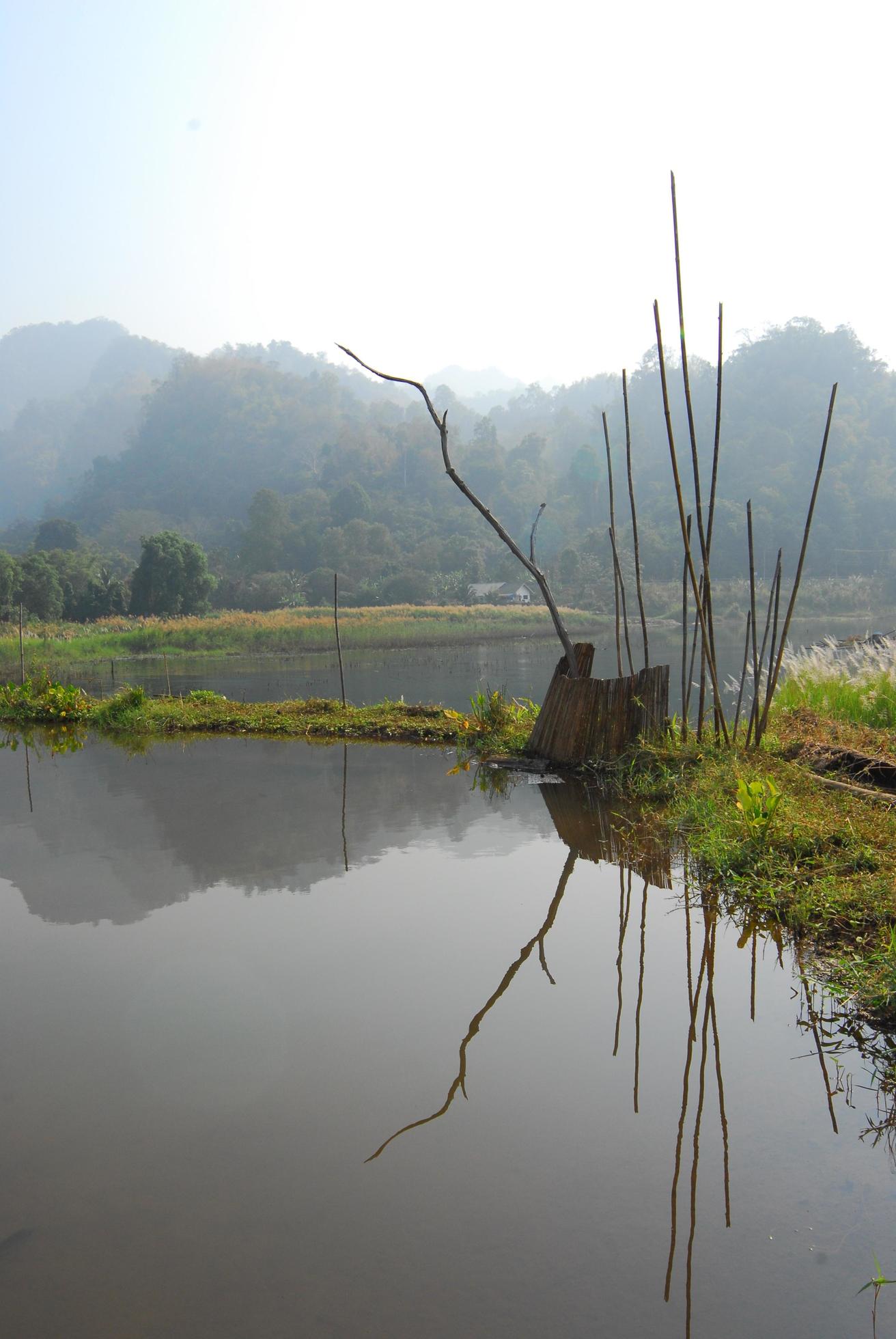 Beautiful nature of the water lake forest Stock Free