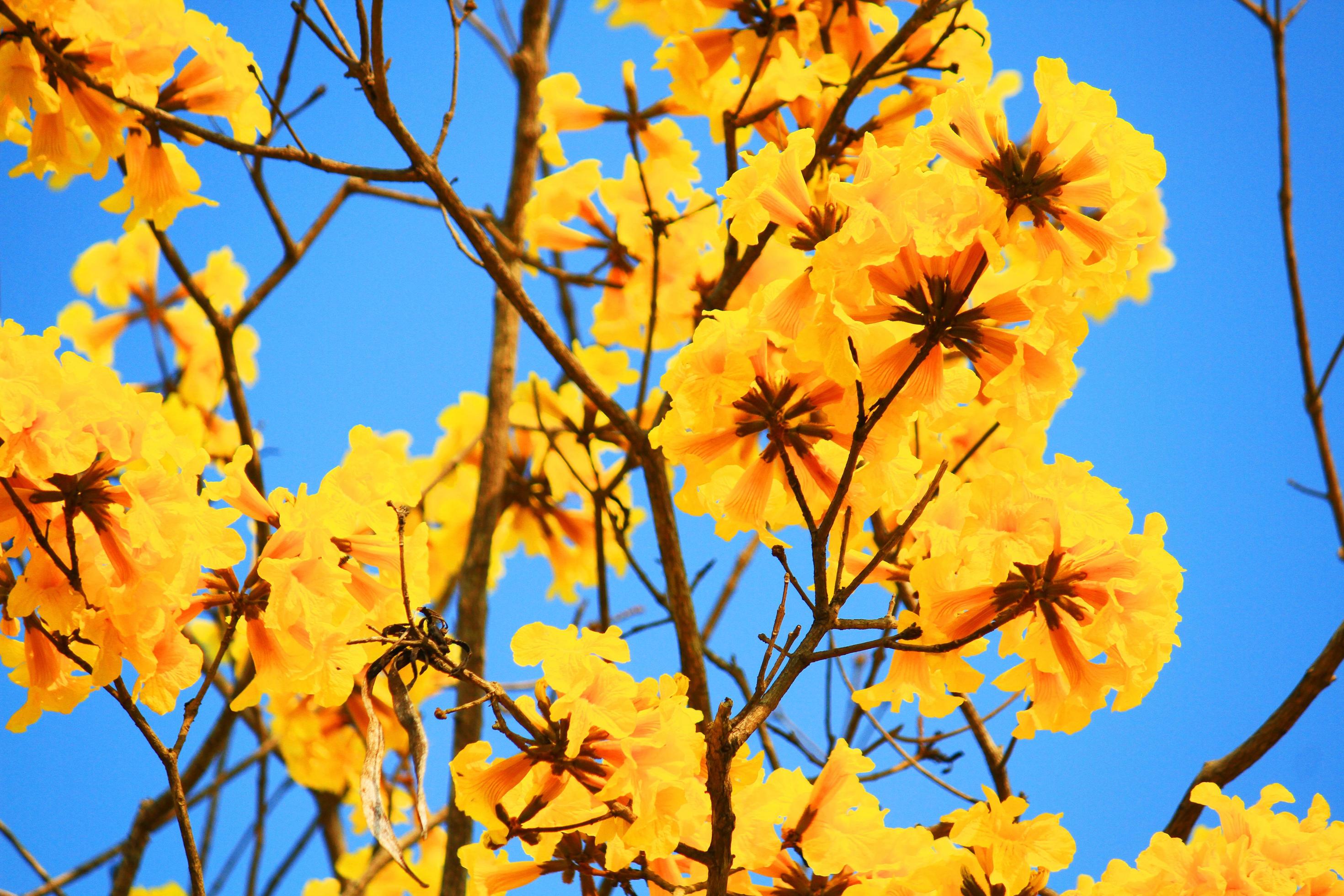 Blossom Dwarf Golden Trumpe flowers with blue sky. Tabebuia chrysotricha flowers Stock Free