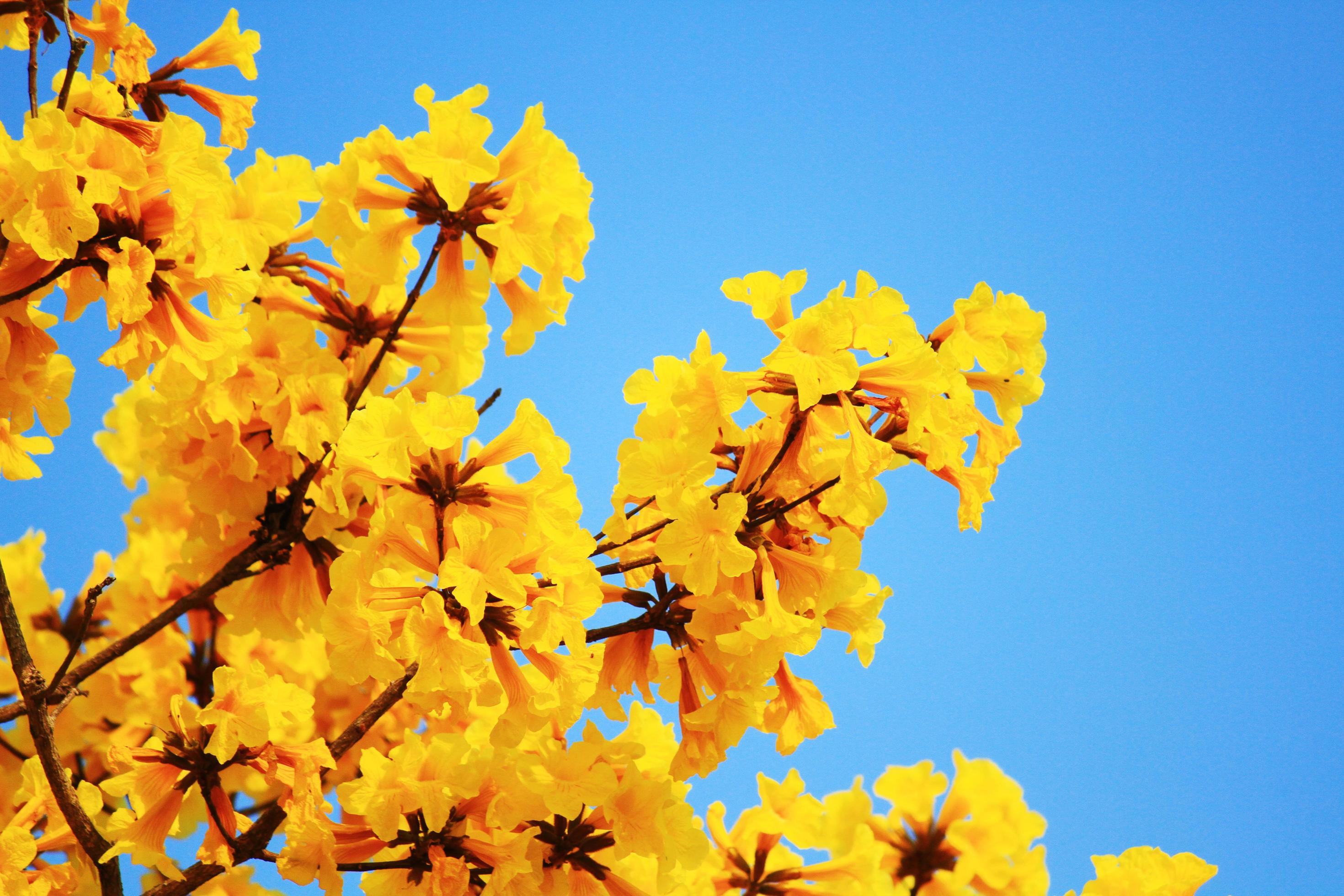 Blossom Dwarf Golden Trumpe flowers with blue sky. Tabebuia chrysotricha flowers Stock Free