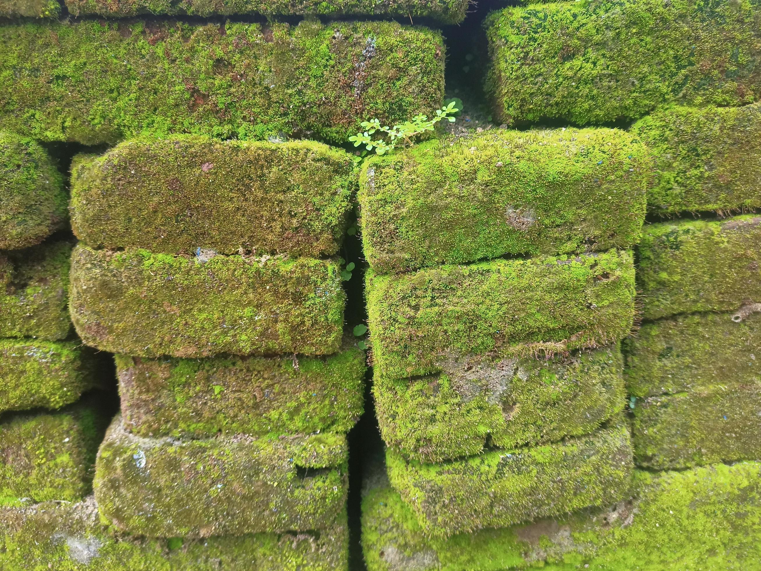 bricks overgrown with natural moss Stock Free