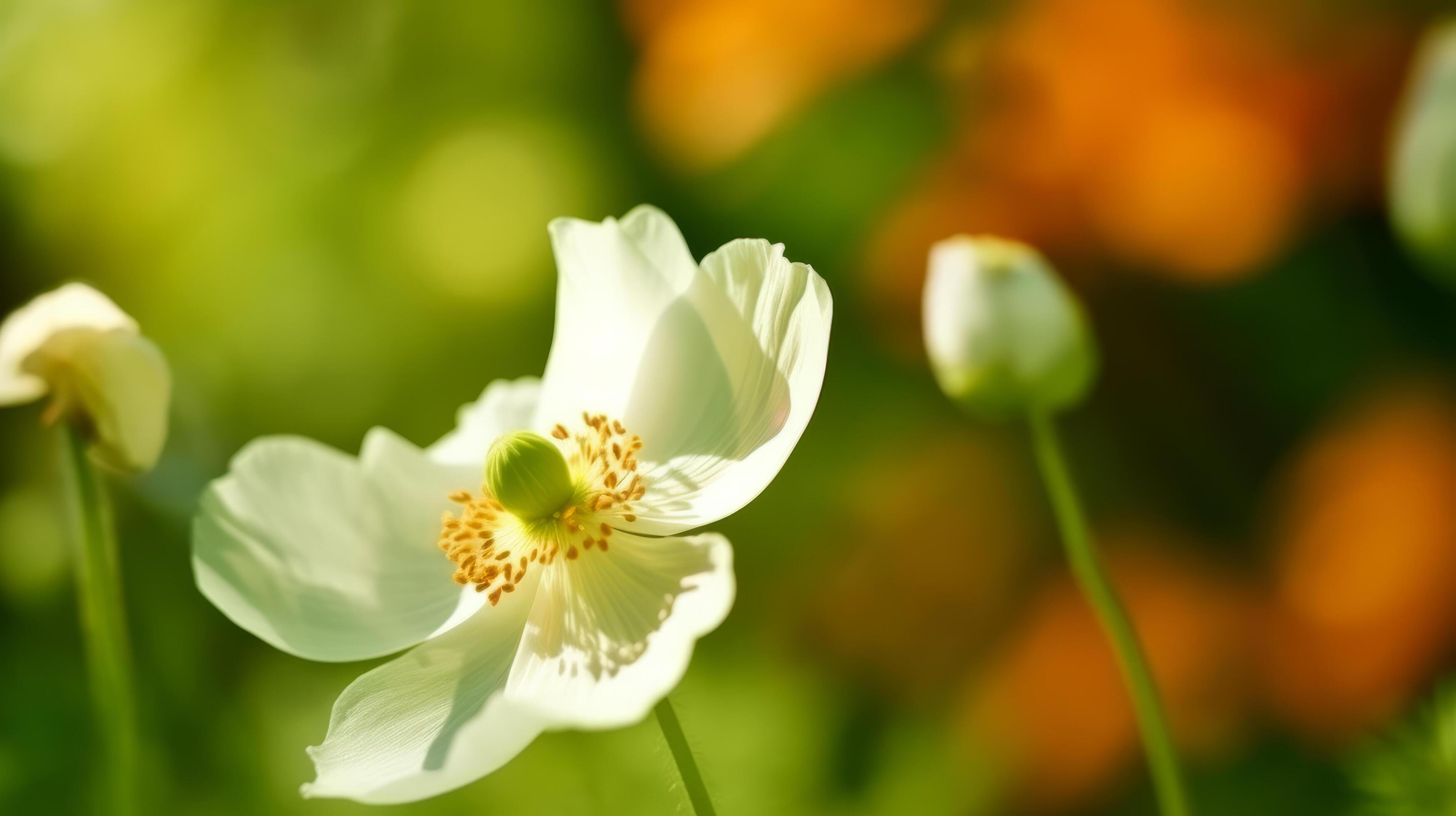 Anemone flower with butterfly. Illustration Stock Free