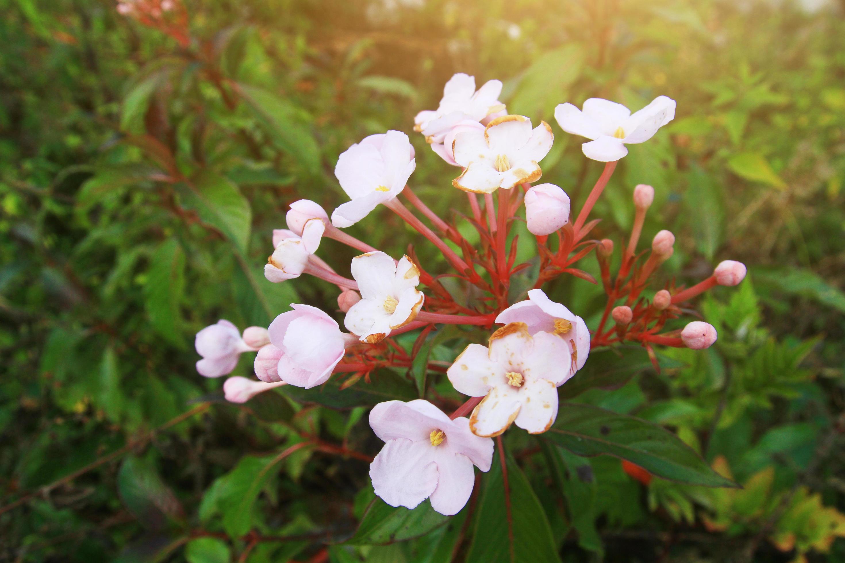 Luculia gratissima Wall. Sweet var. glabra Fukuoka wild flowers on the mountain Stock Free