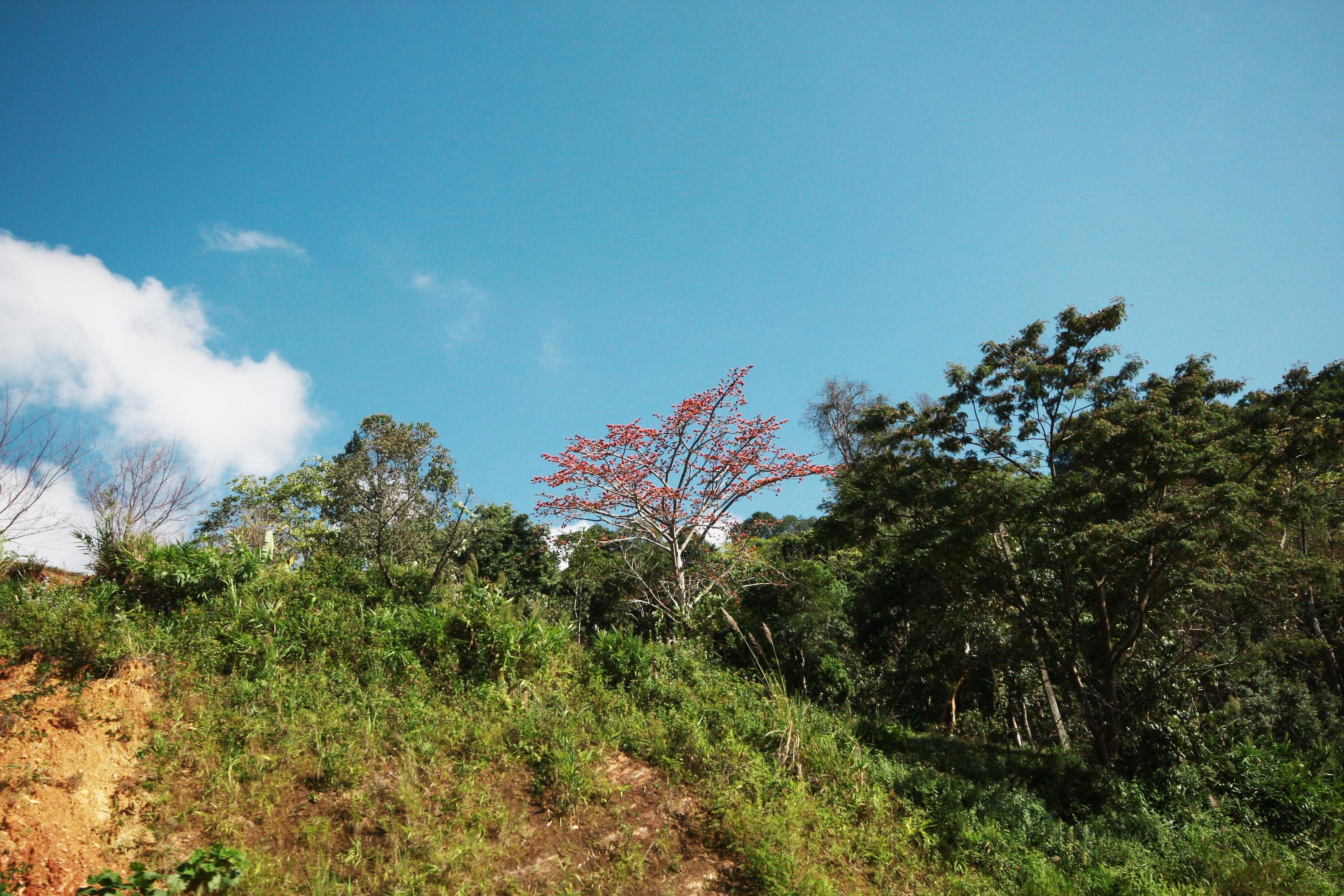 Pink Prunus cerasoides plant and wild flowers in forest with blue sky on the mountain in Thailand Stock Free