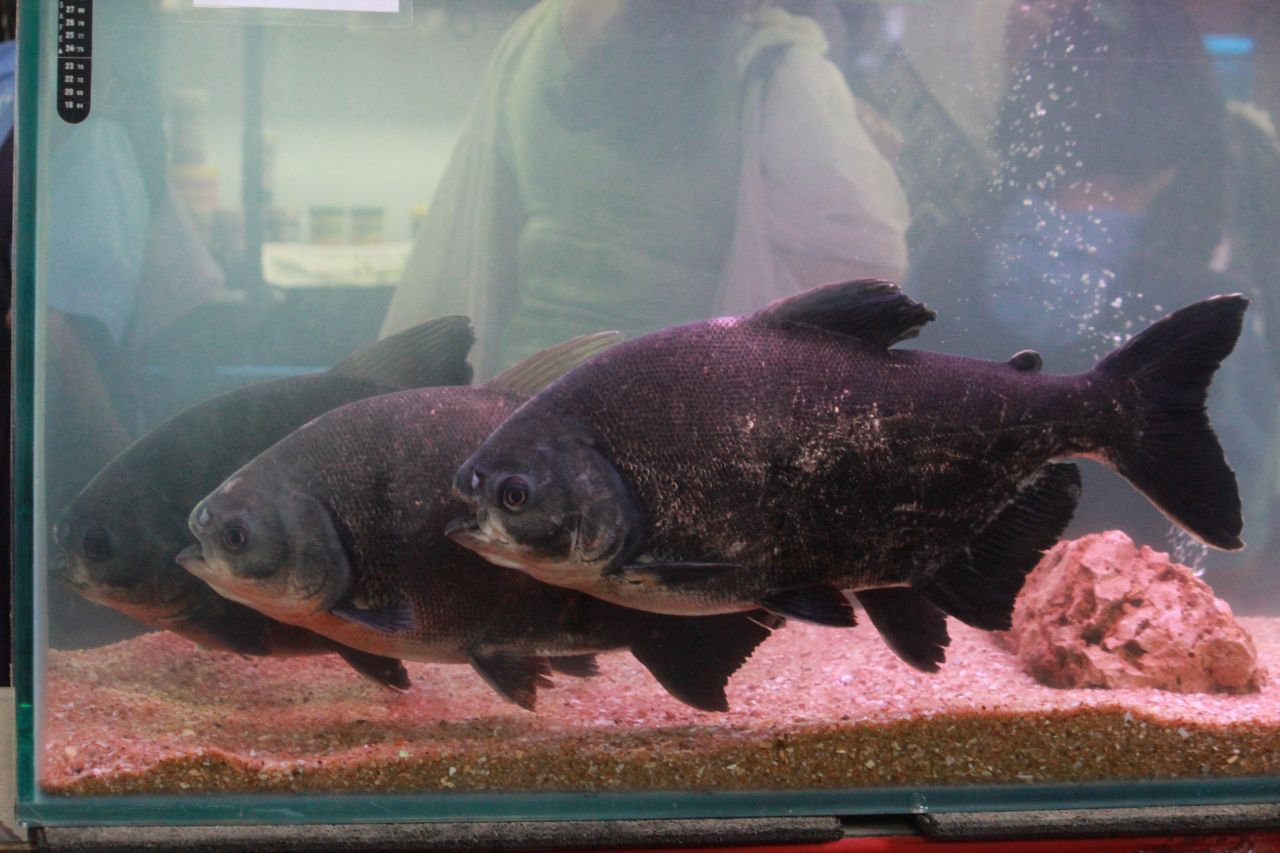 Pacu Fish Stock Free