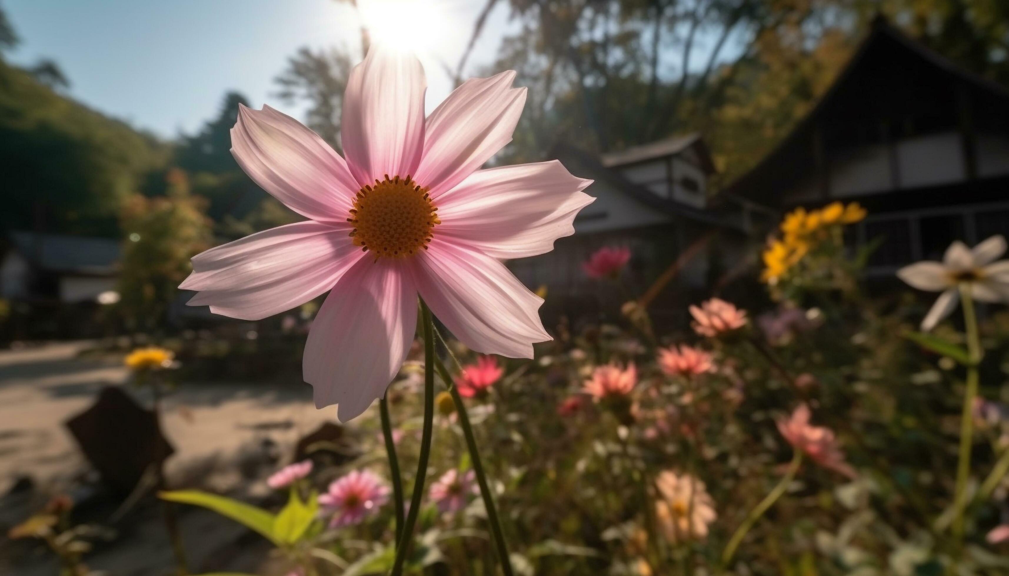 Vibrant cosmos flower blossoms in rural meadow during summer sunset generated by AI Stock Free