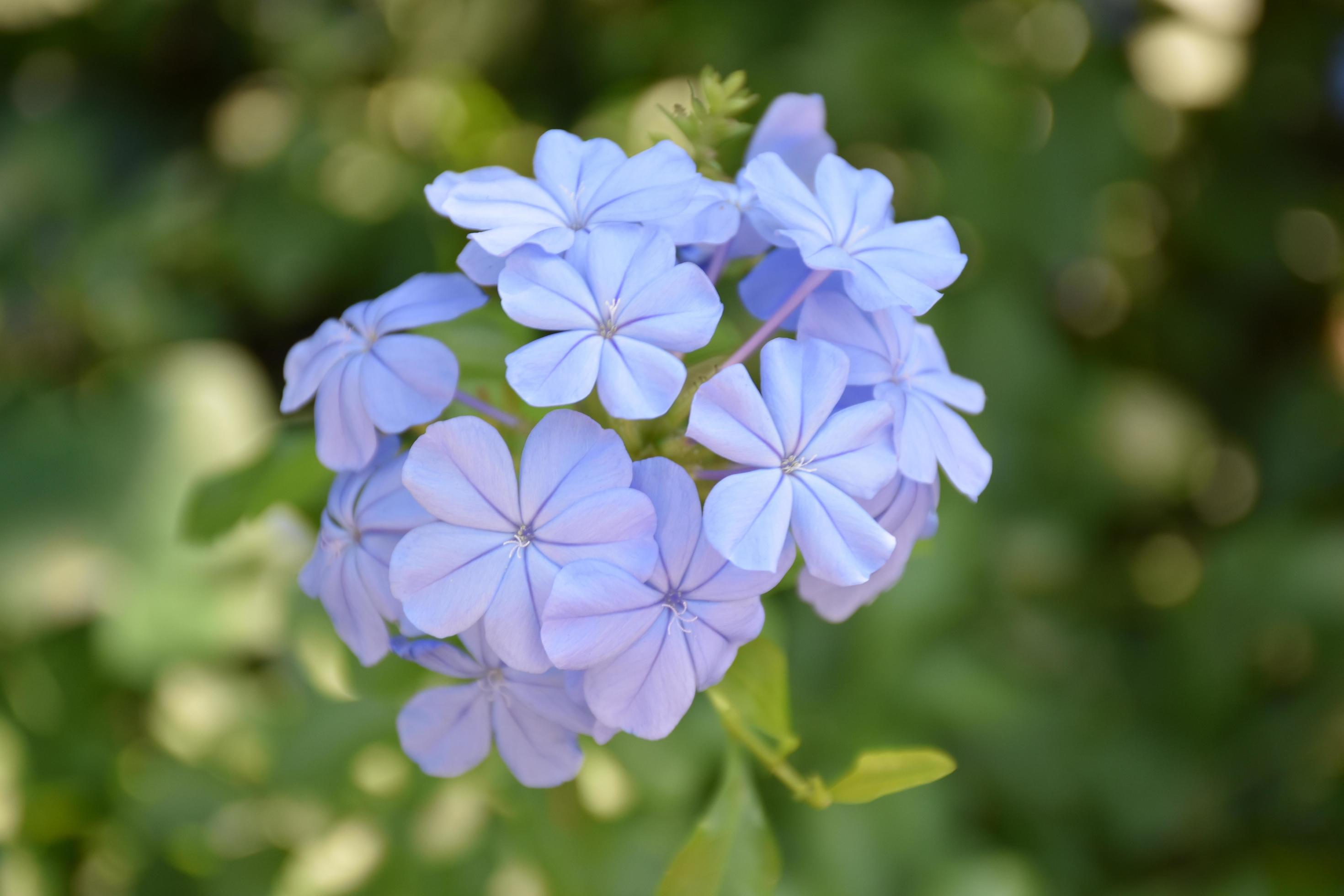 Phlox is a genus of 67 species of perennial and annual plants in the family Polemoniaceae. Stock Free