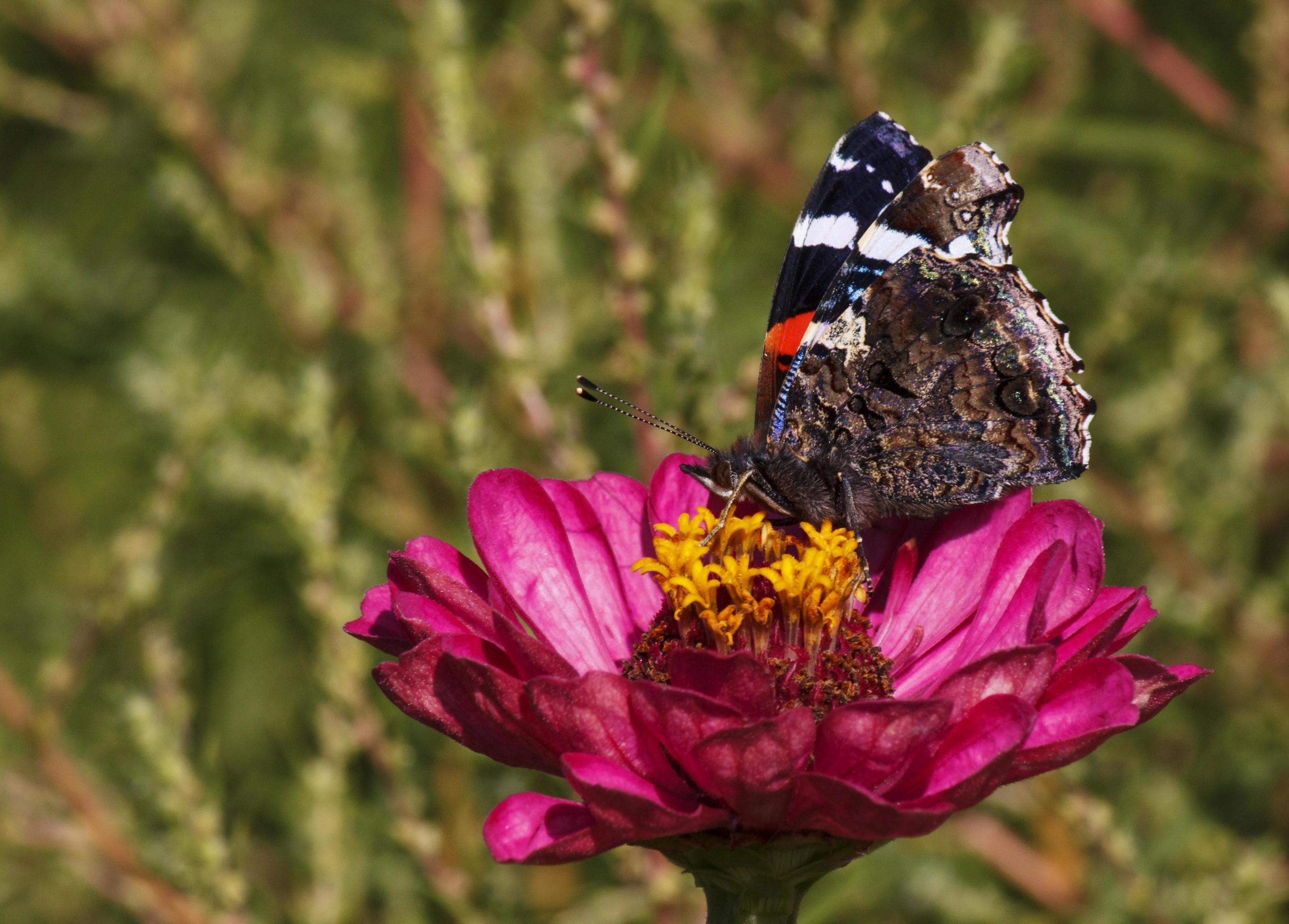 Red Admiral butterfly on zinnia flower Stock Free