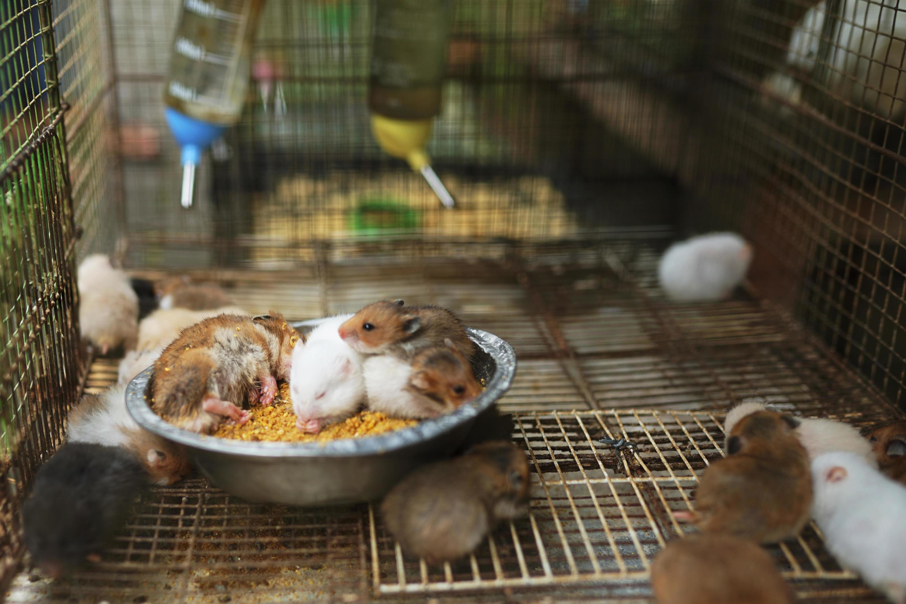 adorable animals, a family of cute hamsters in various colors in a box filled with sawdust Stock Free