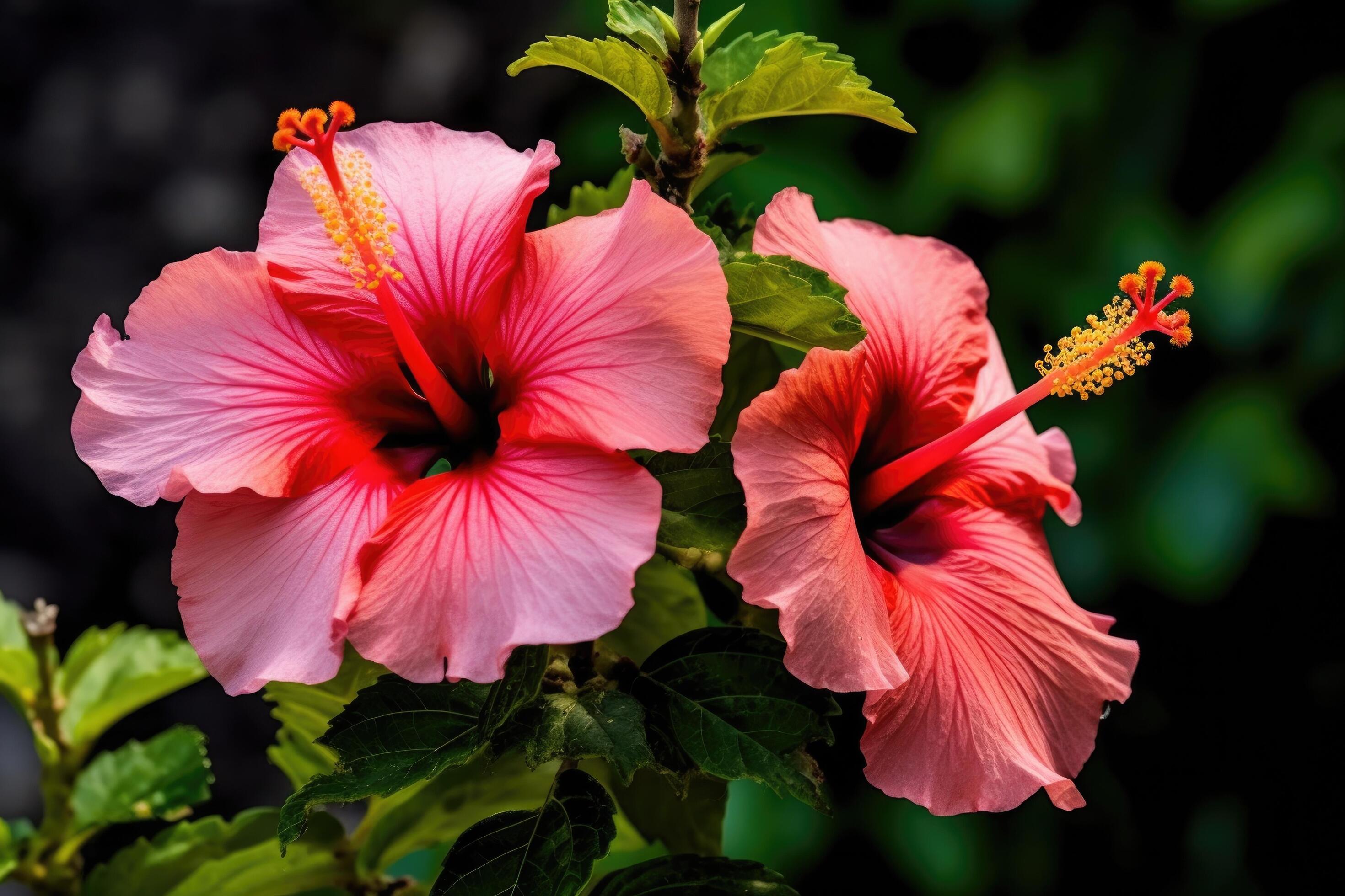 Hibiscus flower. Illustration Stock Free