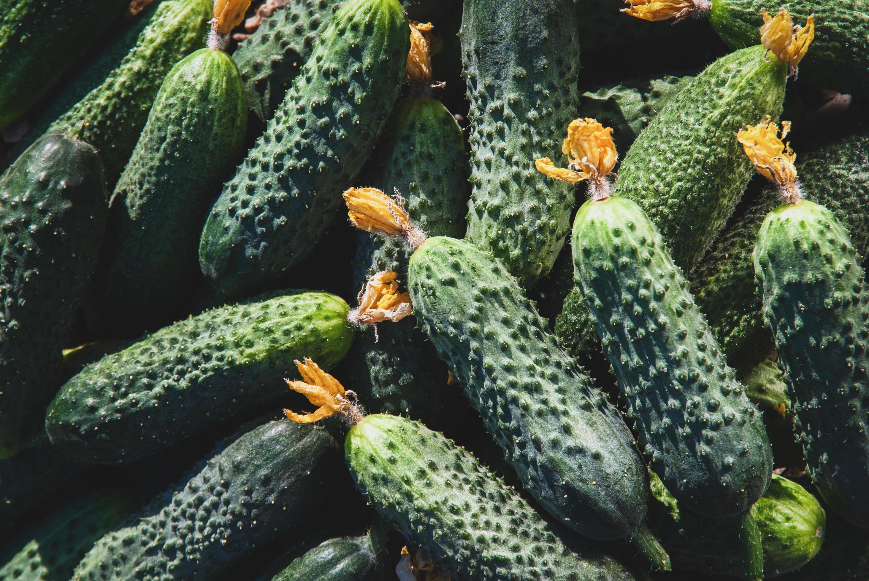 Harvested cucumbers in pile, whole cucumbers as food vegetable background, natural light Stock Free