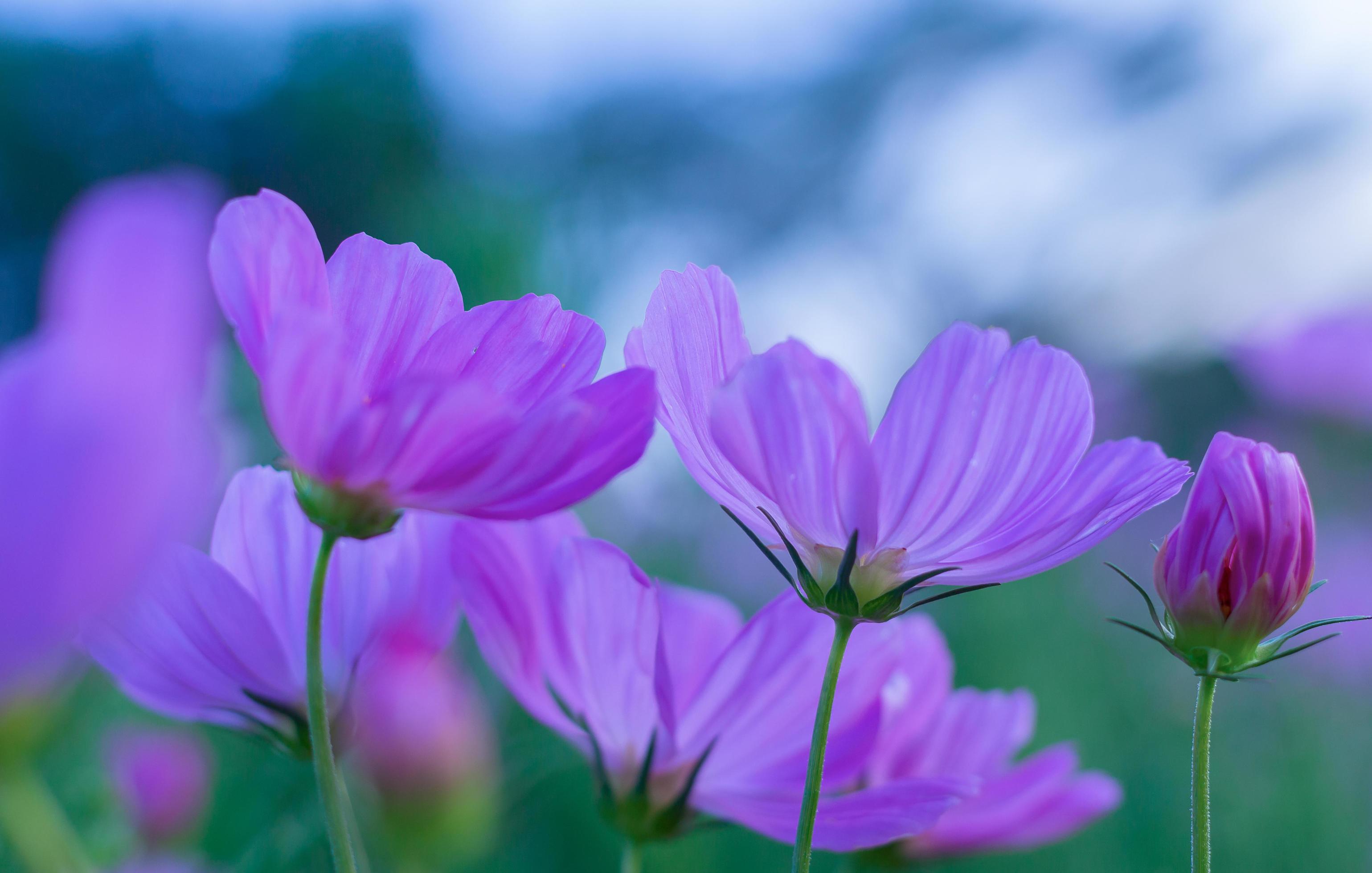 Purple cosmos flowers in garden Stock Free