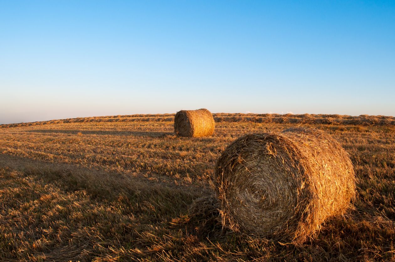 Rolls of hay Stock Free