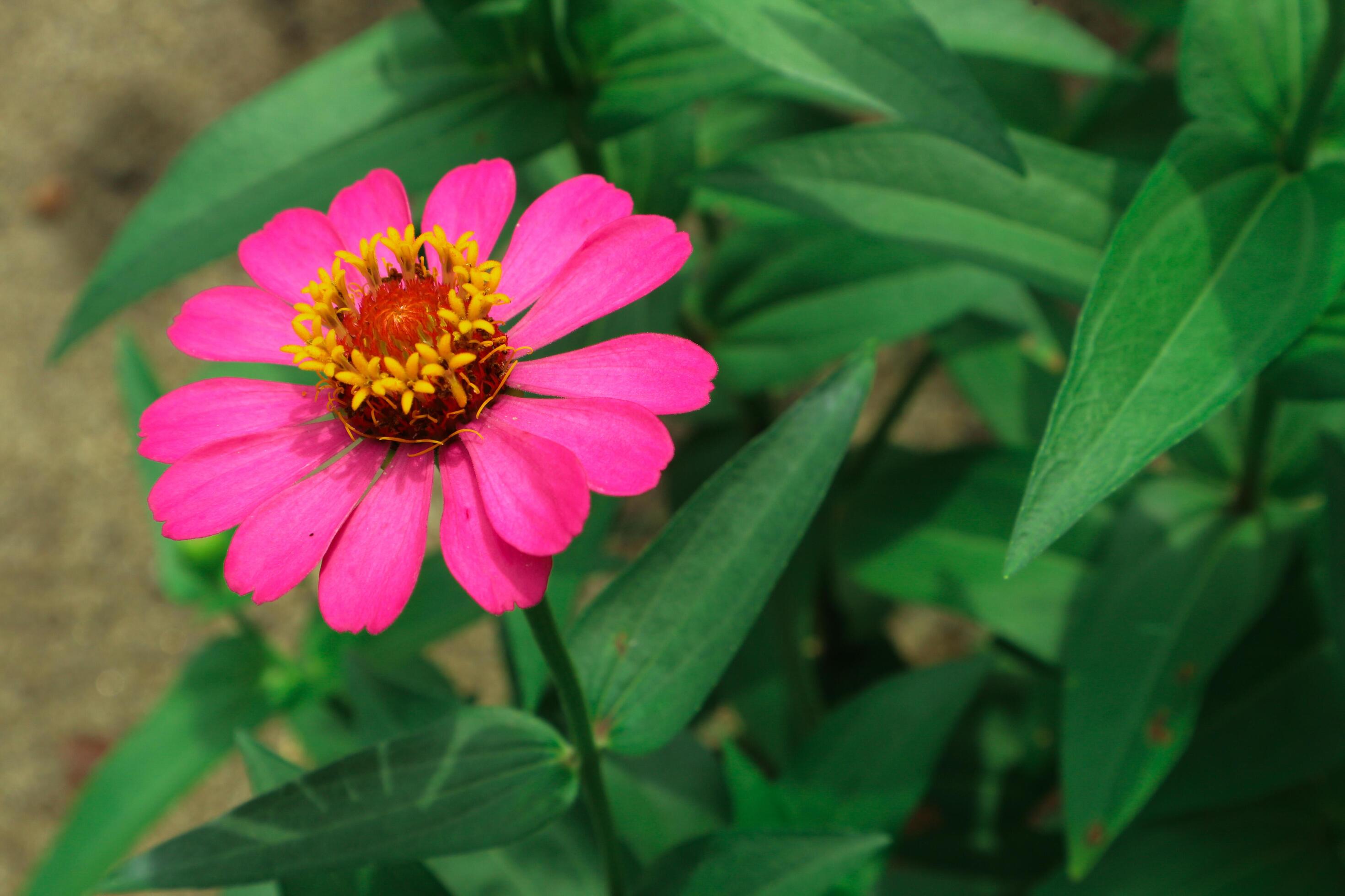 Pink Flower of Peruvian Zinnia , Wild Zinnia Plant or Zinnia Peruviana, Member of the Asteraceae Family Stock Free