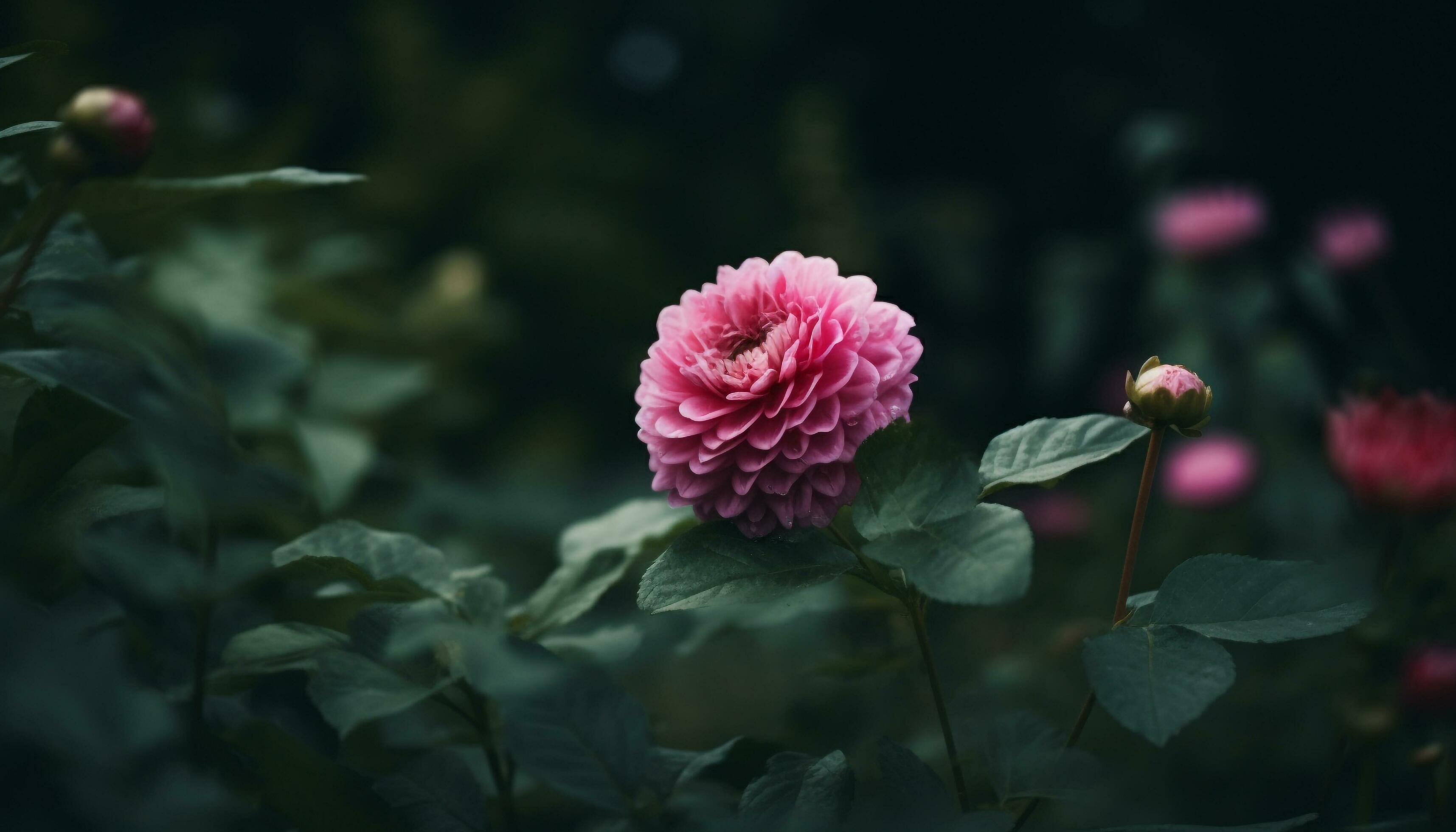 Vibrant pink and purple flower head in full bloom outdoors generated by AI Stock Free