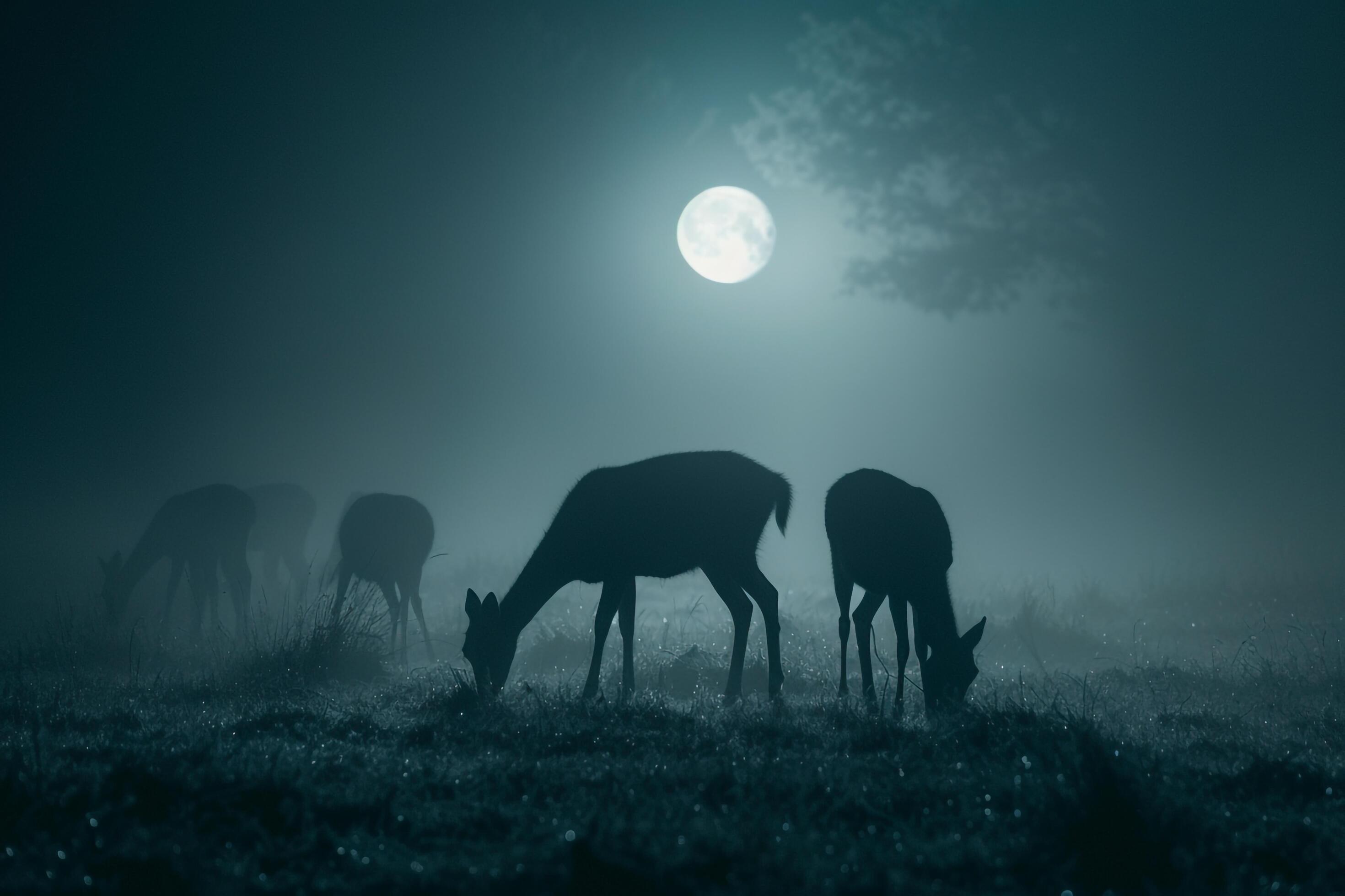 Moonlight Filtering Through Mist Casting Silver Glow on Family of Deer Grazing in Meadow Background in Nature Stock Free