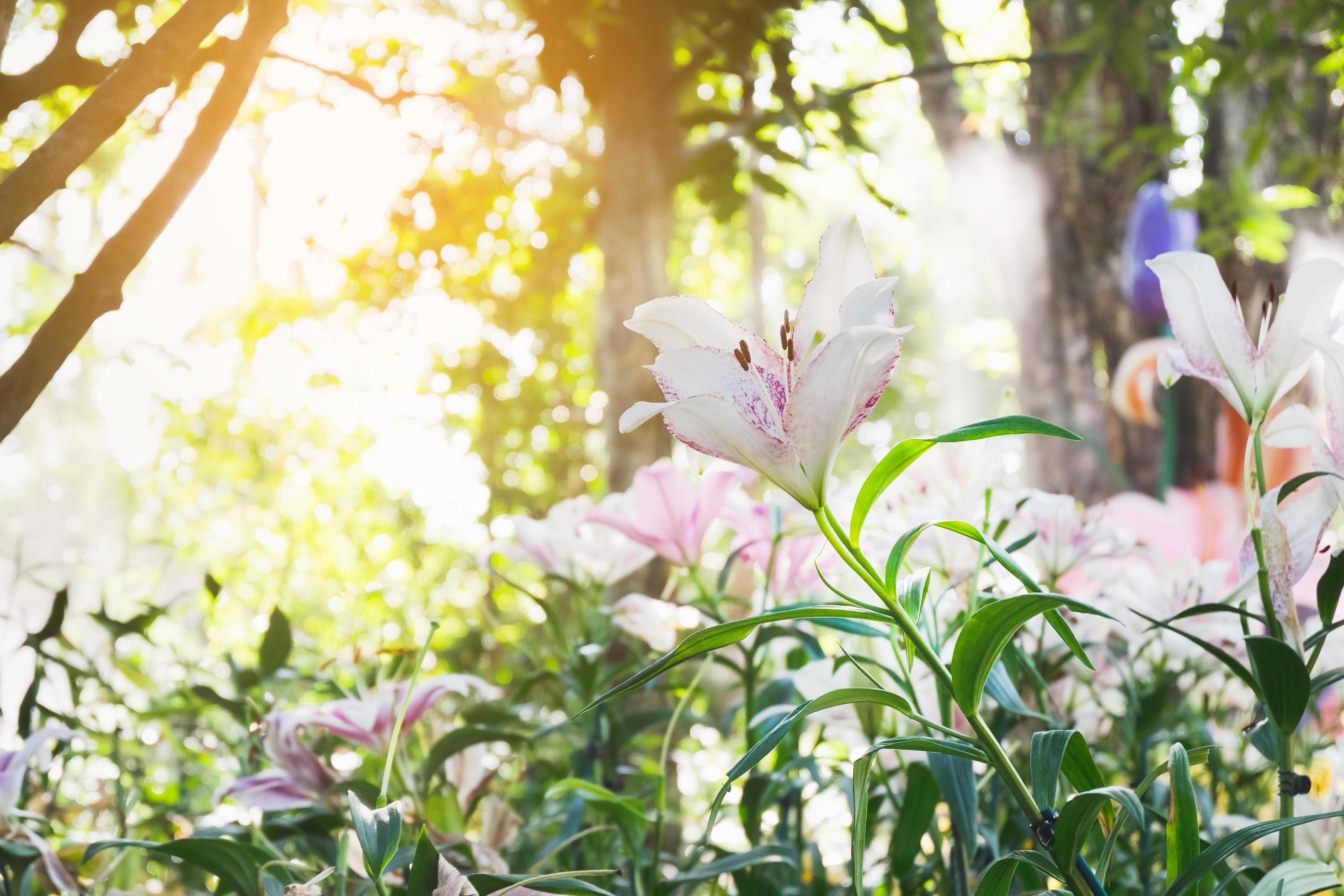 Beautiful white lily flower in botanic garden floral decoration Stock Free