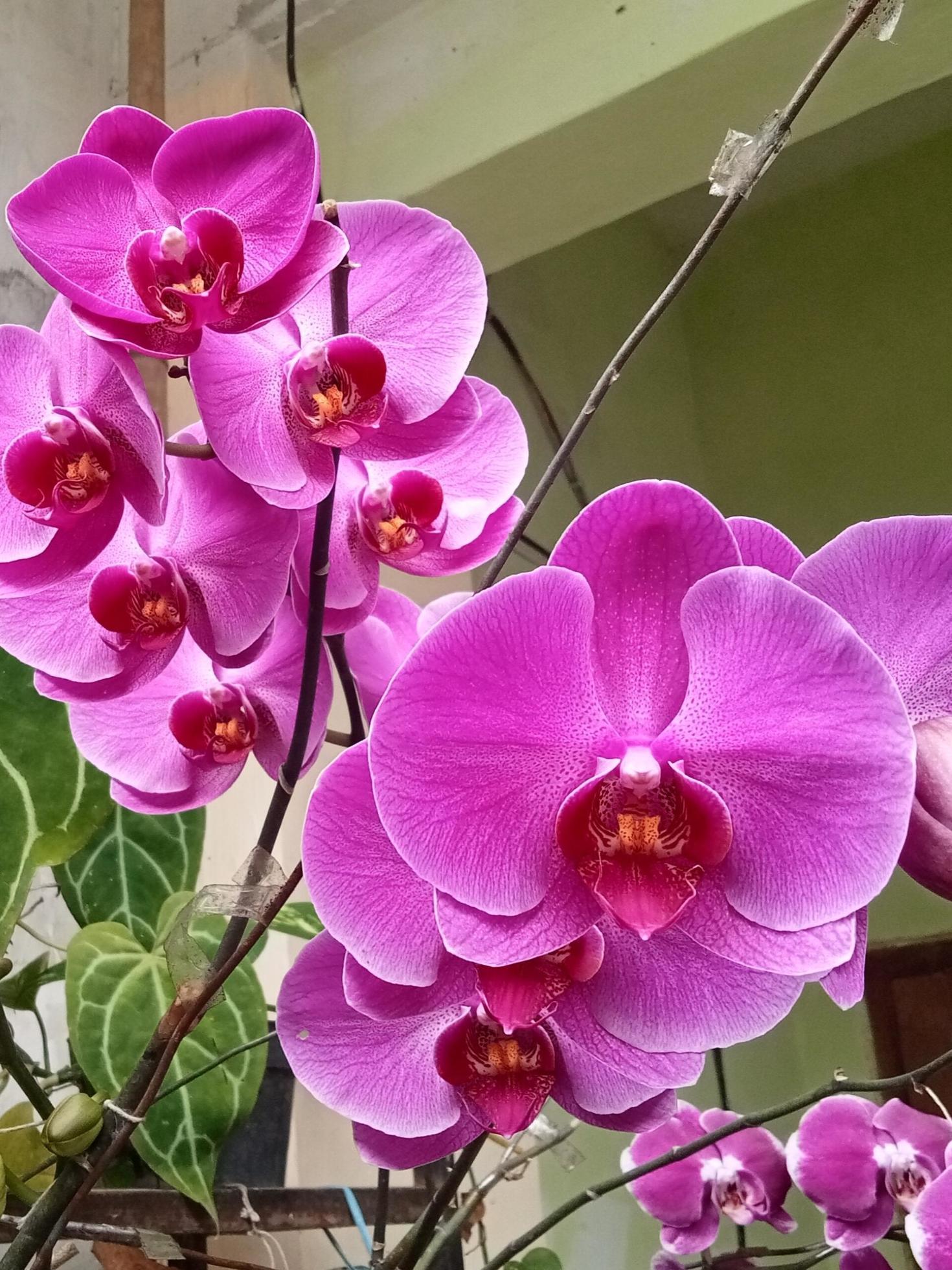 Moon Orchid or Phalaenopsis Amabilis. Orchids, Orchidaceae, are the largest family of monocot plants. Indonesian Anggrek bulan on selective focus Stock Free