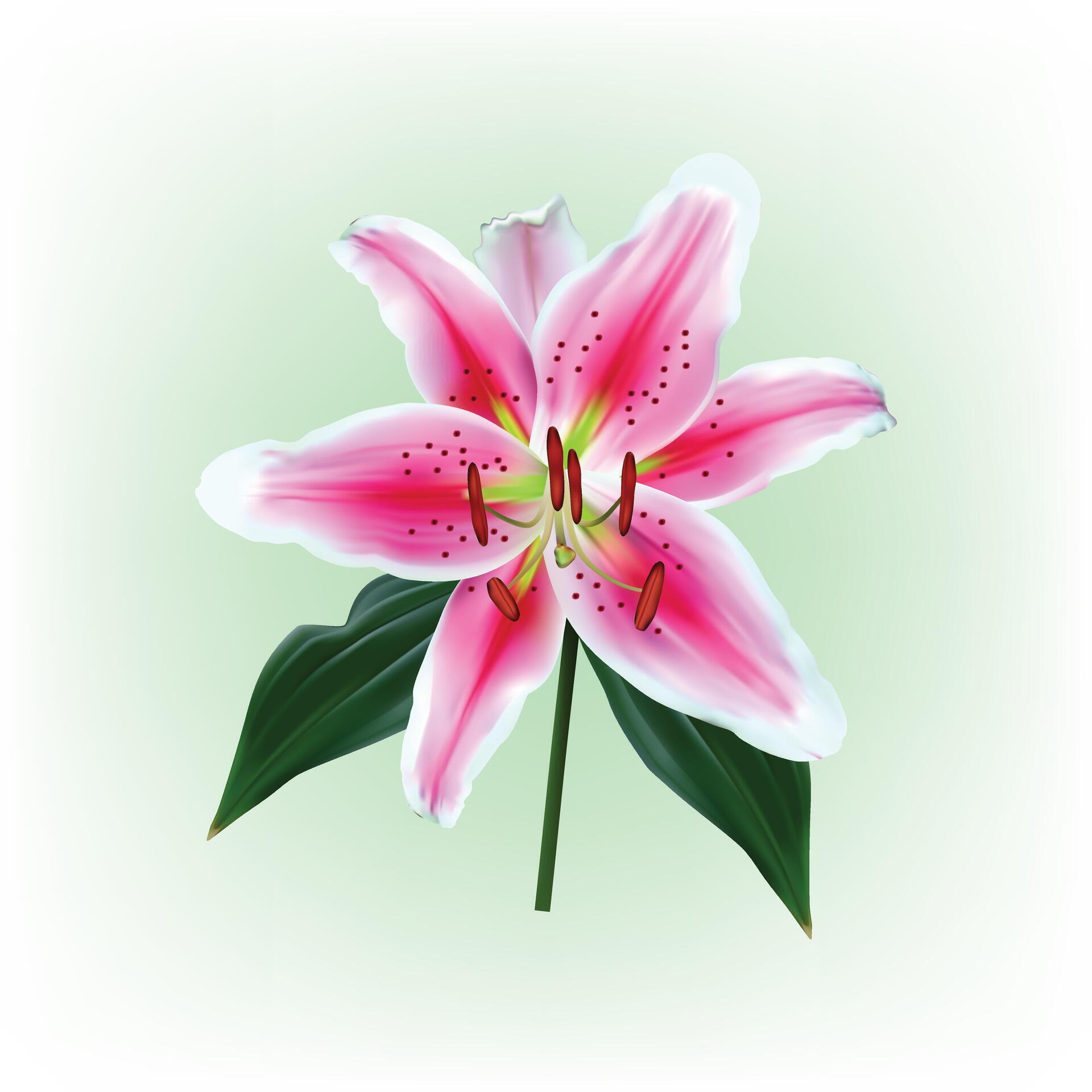 Pink lily flower isolated Stock Free