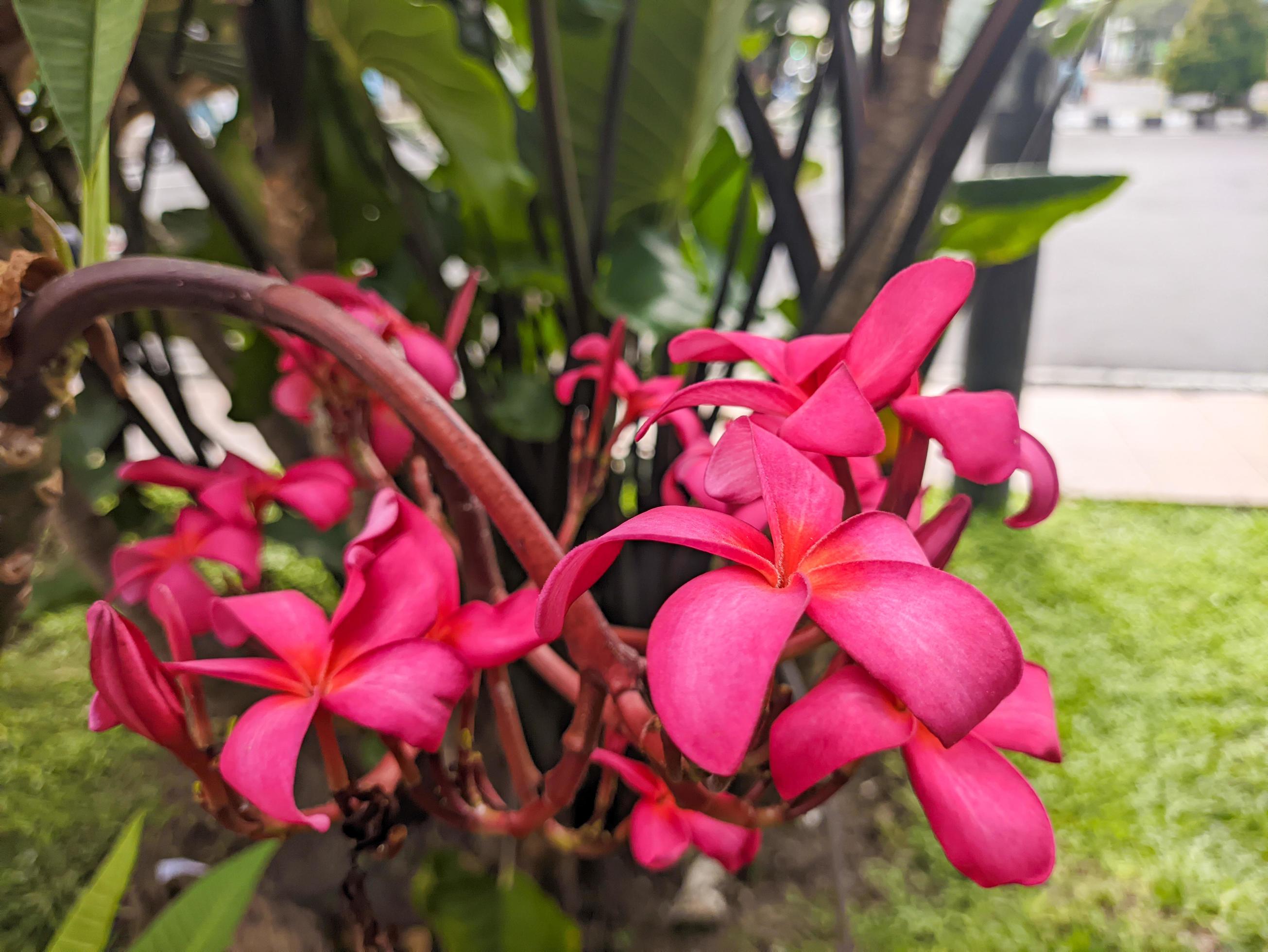 A close up of Plumeria rubra flower Stock Free