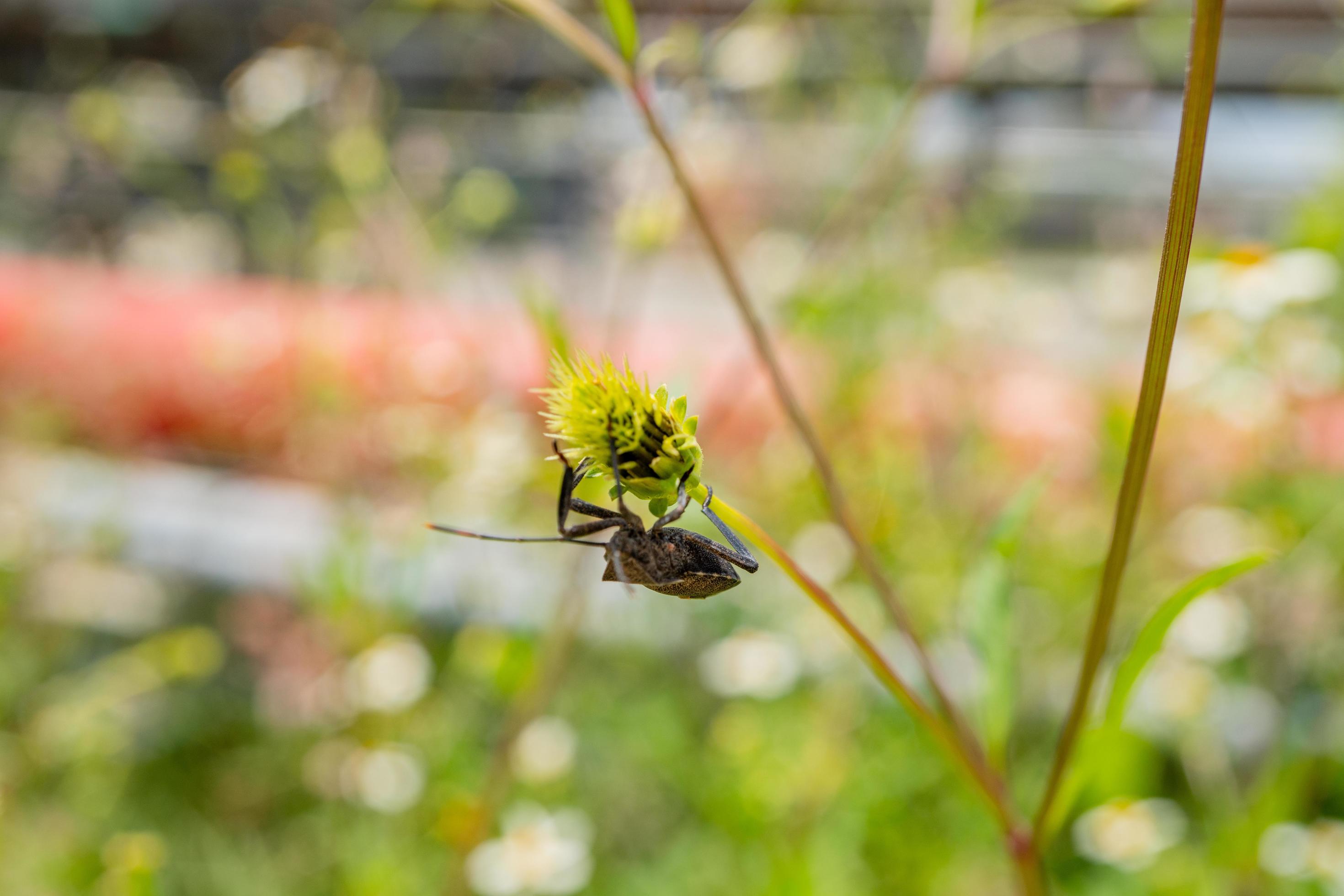 Black beetles perch over the flower buds. The photo is suitable to use for animal wild life background, spring poster and nature content media. Stock Free