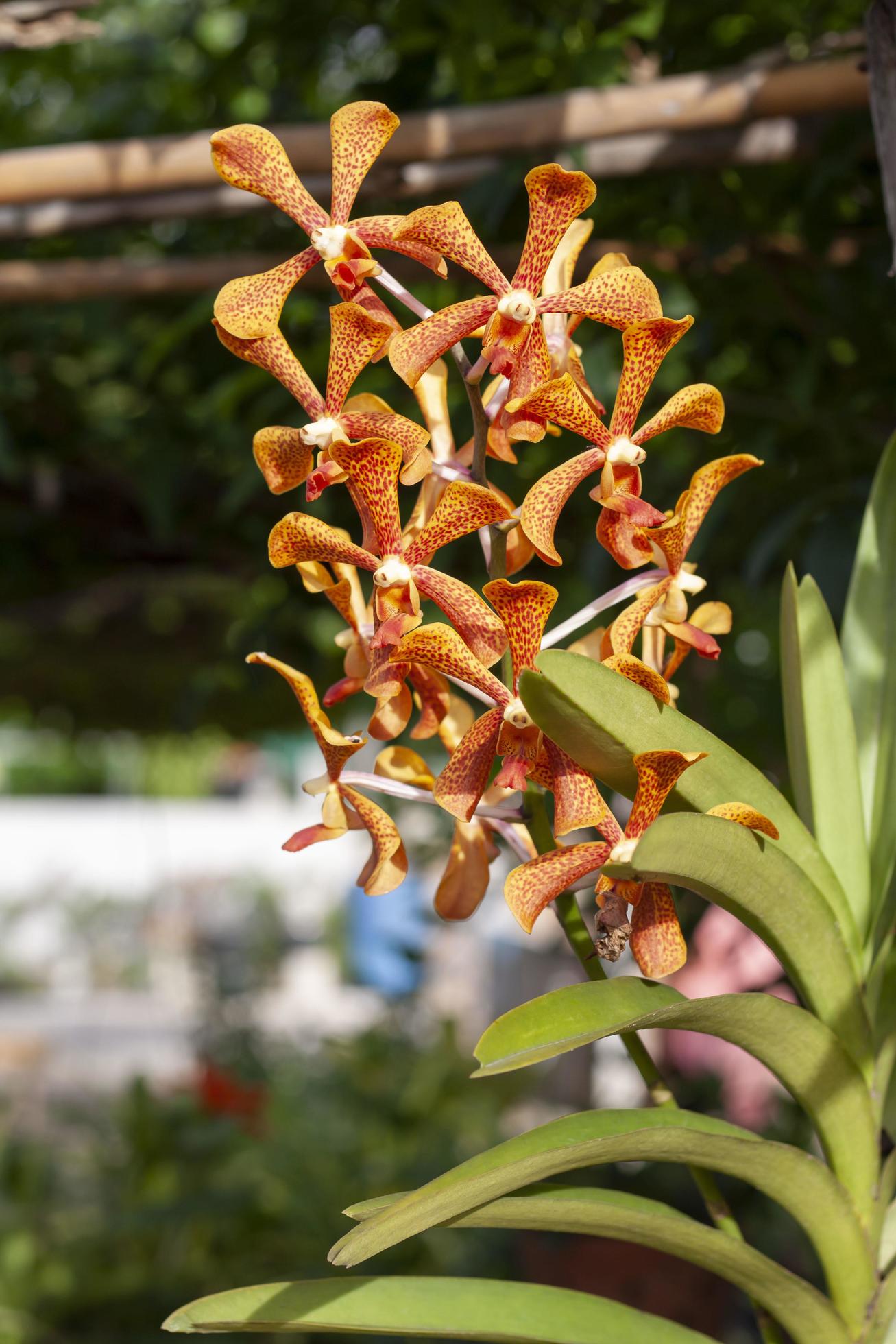 Orange Mokara orchid flower bloom on tree with sunlight in the garden. Stock Free