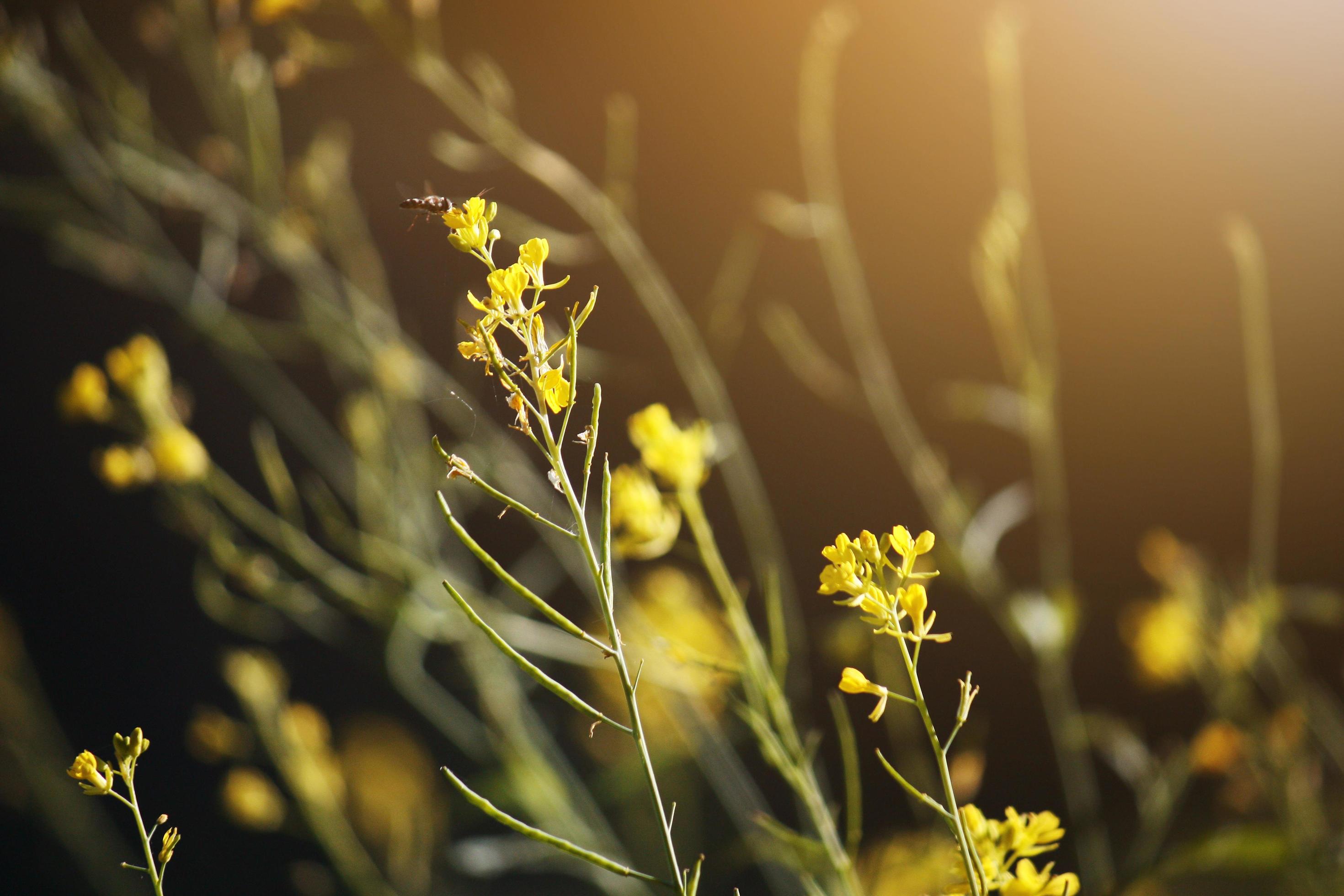 Blossom yellow grass flowers with butterfly and bee in Natural sunlight in Springtime. Stock Free