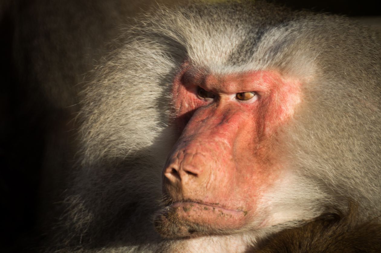 
									Angry baboon Stock Free