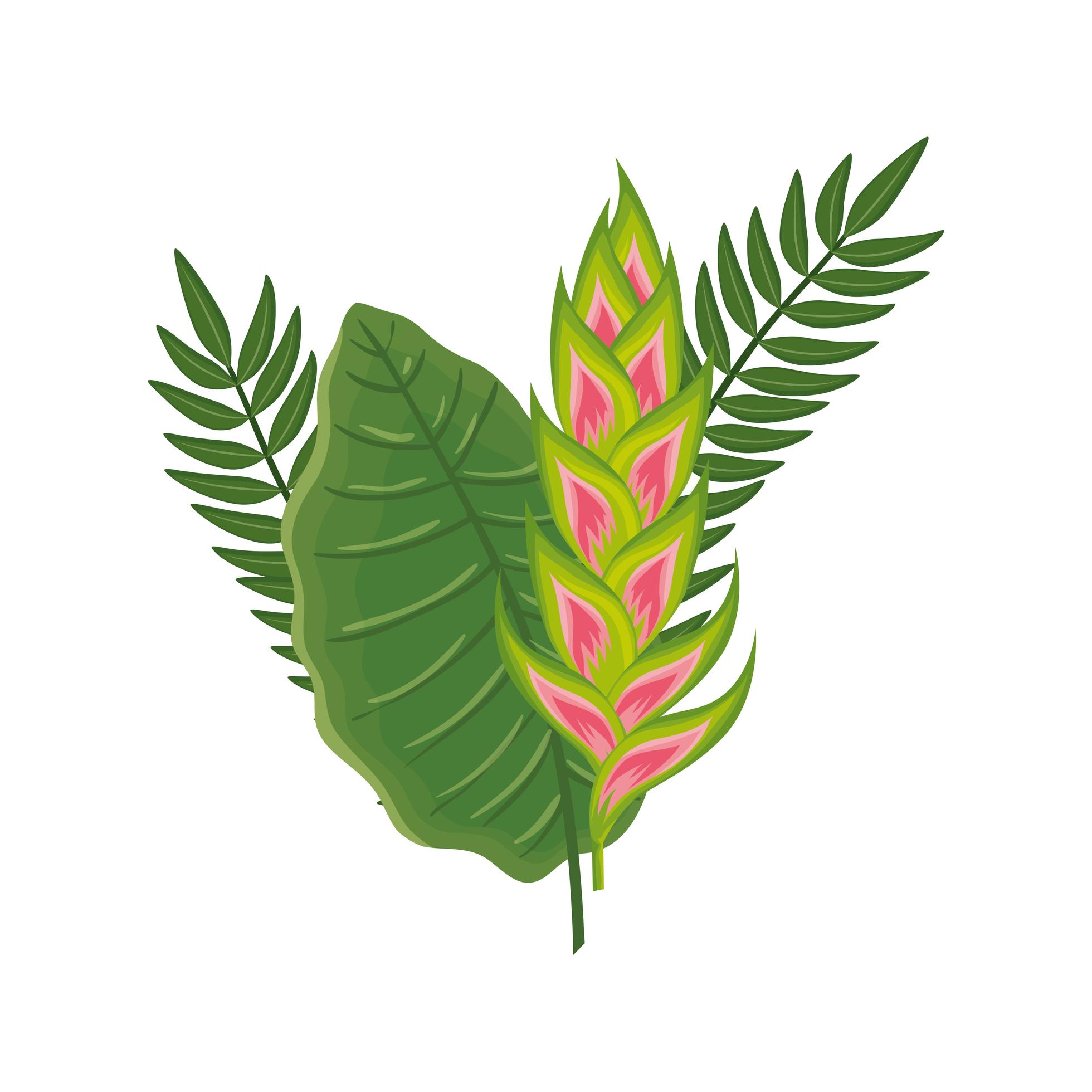 flower heliconia with leafs isolated icon Stock Free