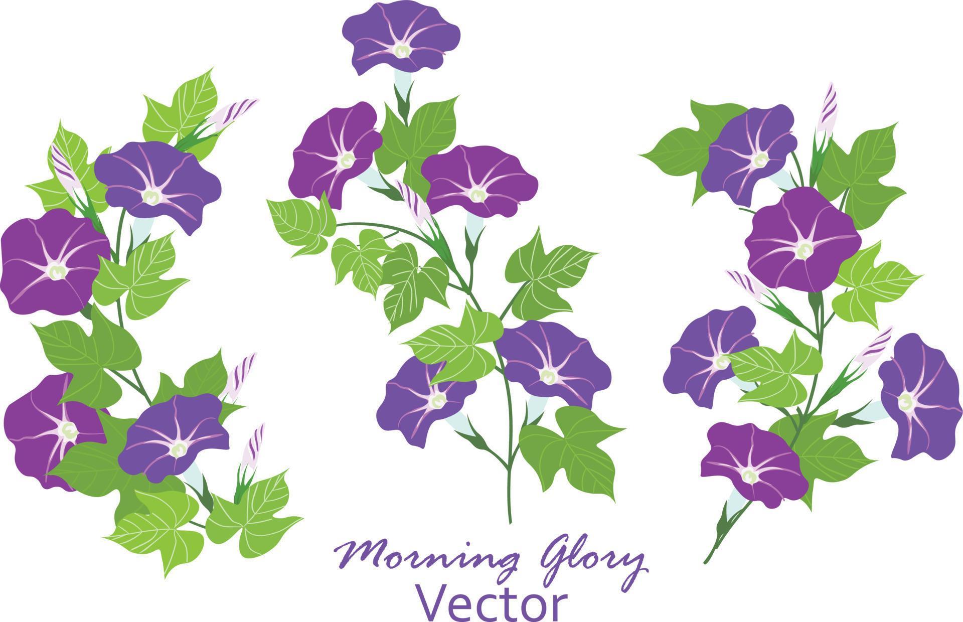 Vector illustration of Morning glory flowers with leaves frame wreth Stock Free