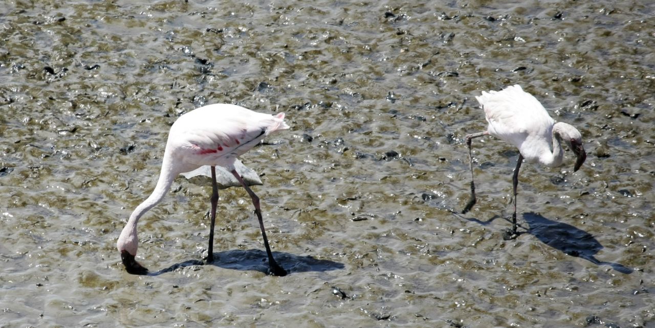 Flamingos In Sewri Mumbai Stock Free