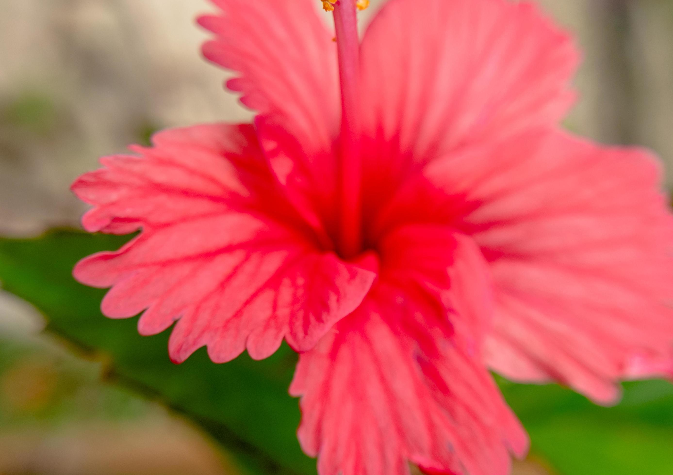 close red color hibiscus flower, hibiscus flower wallpaper Stock Free