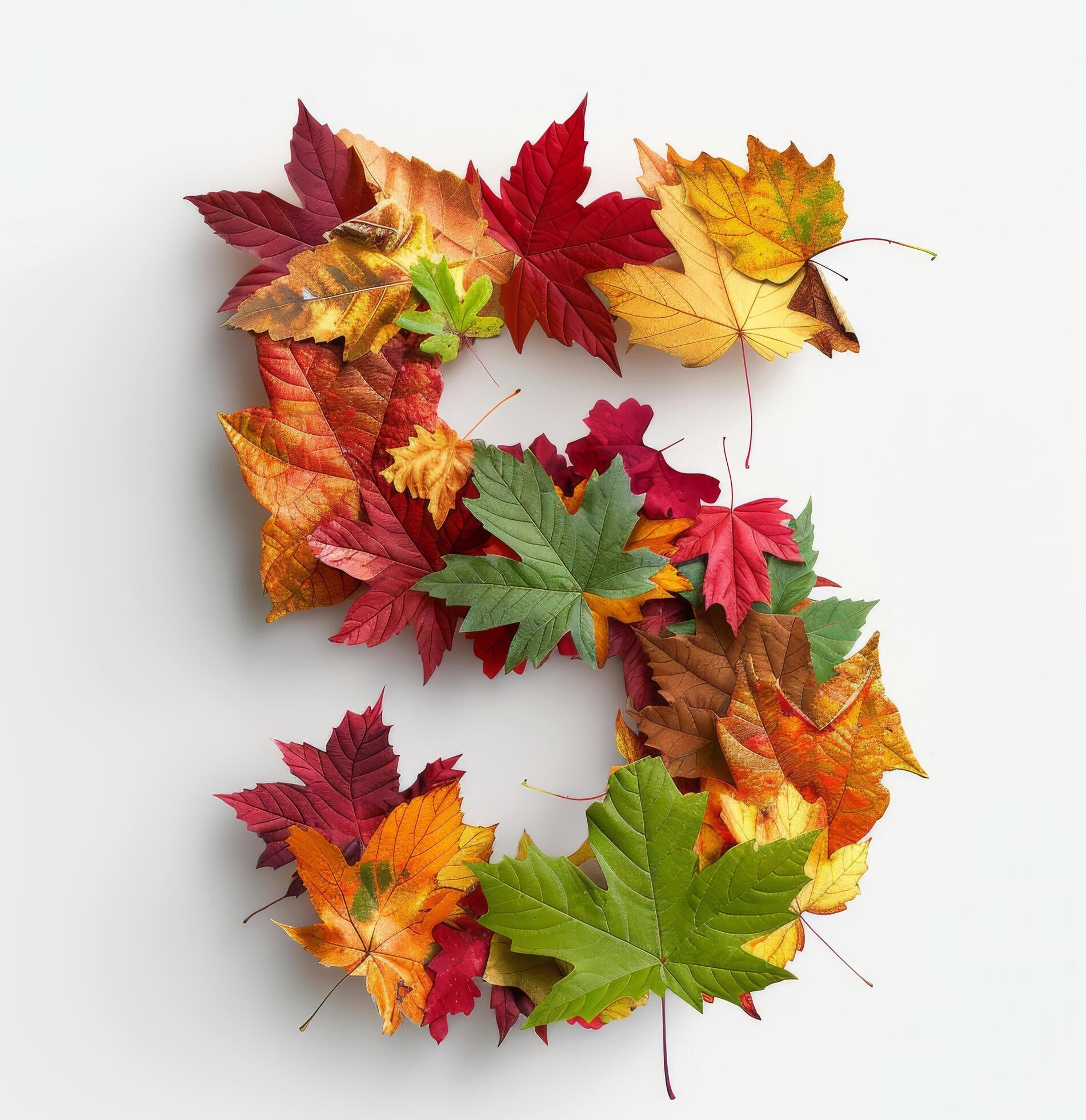 Five Shaped Arrangement of Colorful Autumn Leaves on White Background Stock Free