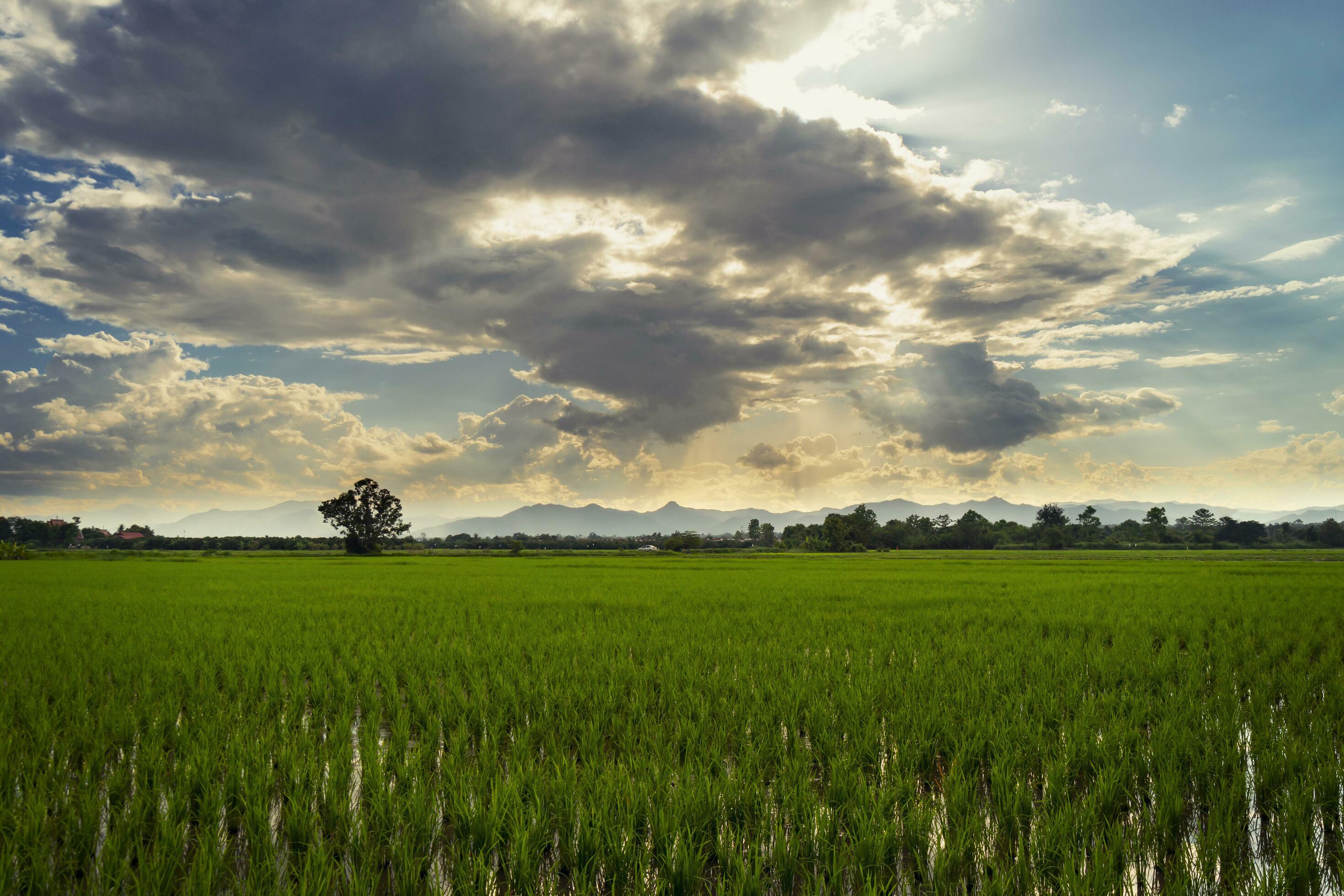 Natural scenic beautiful sunset and rice field agricultural background Stock Free