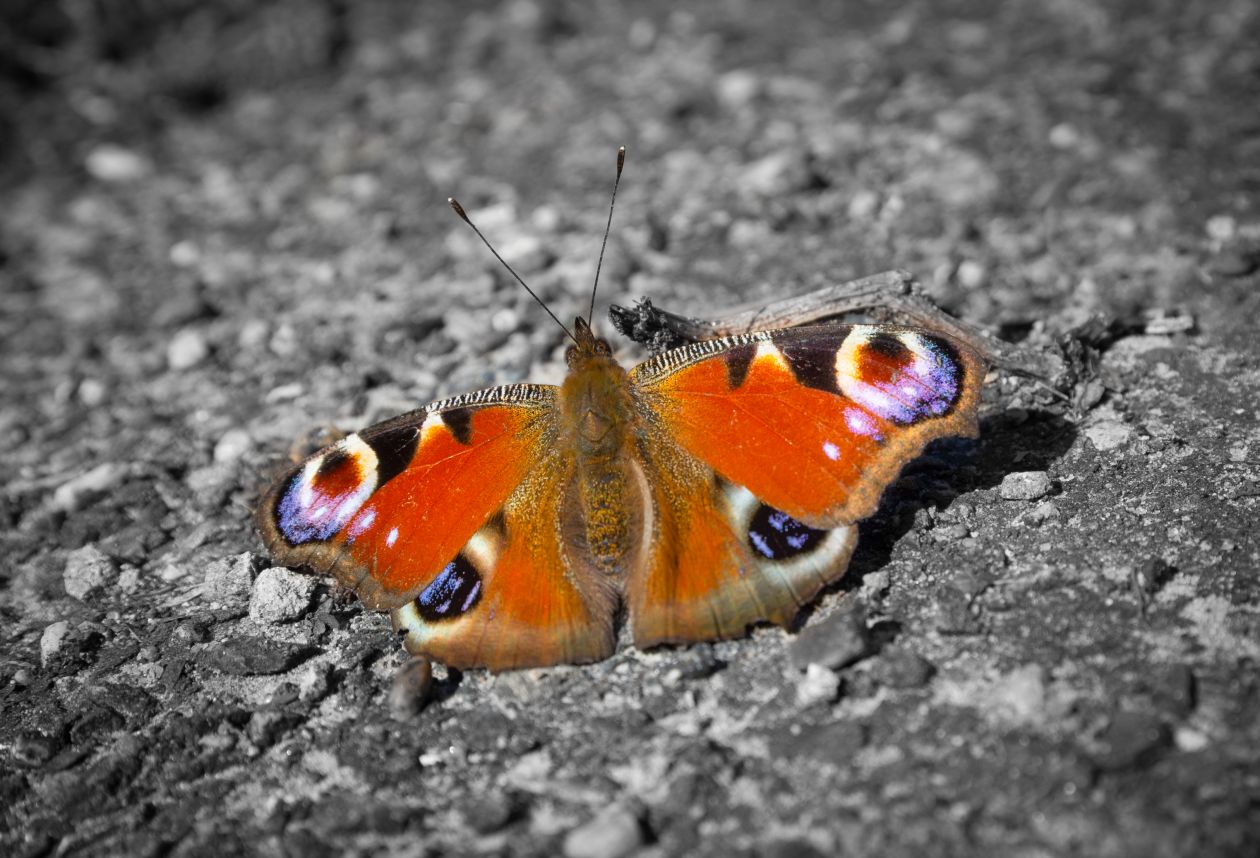 European peacock butterfly Stock Free