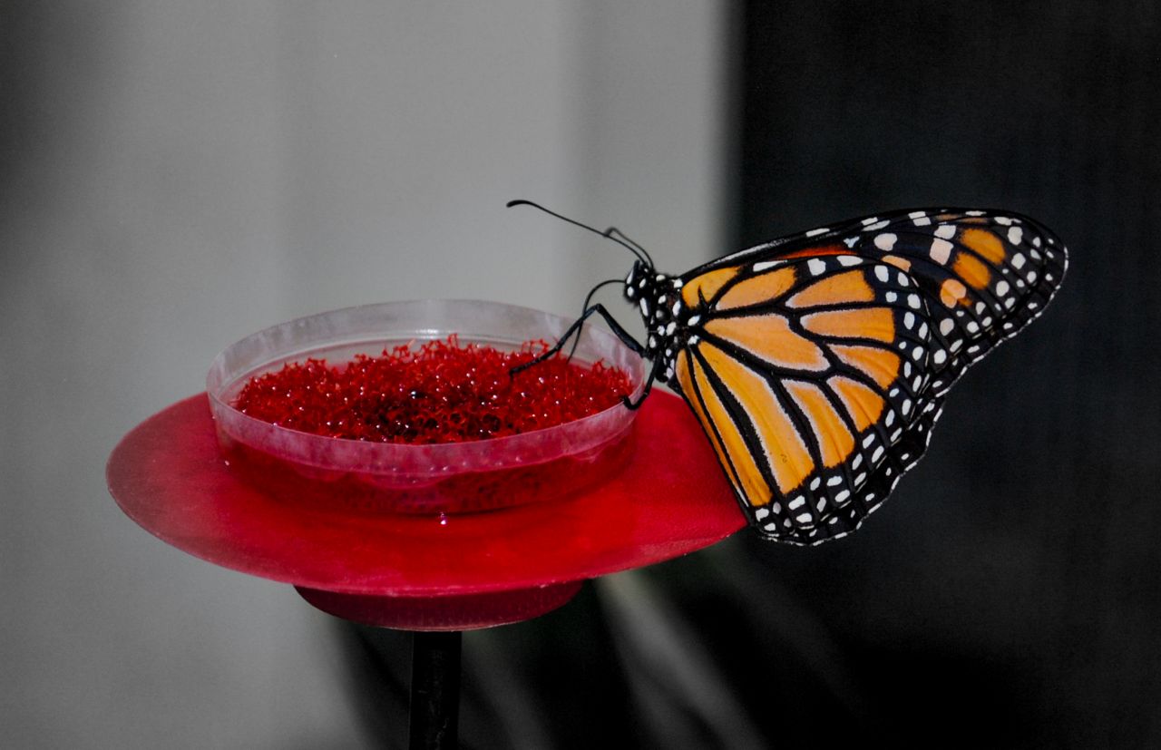 Butterfly enjoying a meal Stock Free